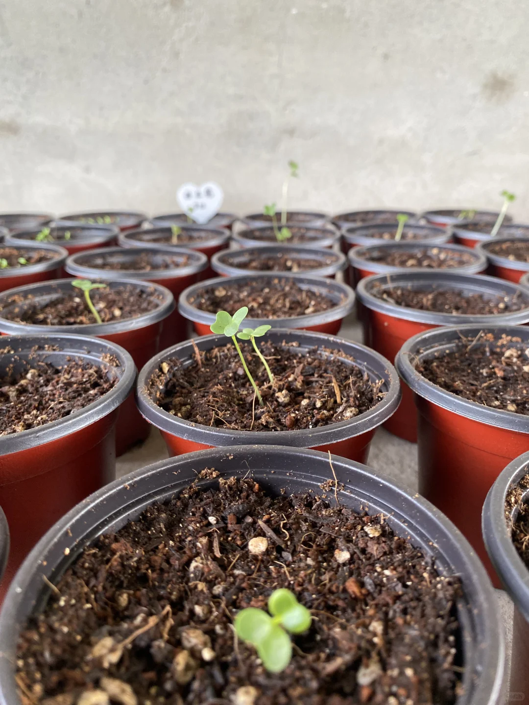 秋播种植记｜报告 秋播的序幕已在8月拉开～?