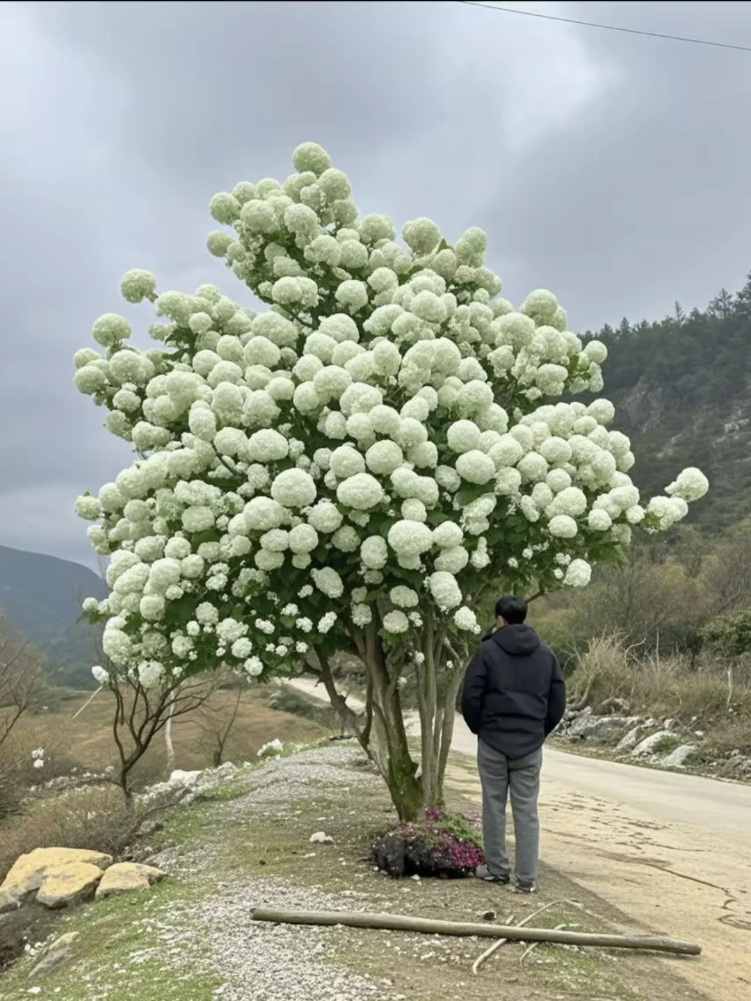 木绣球古树地景，最好的资源