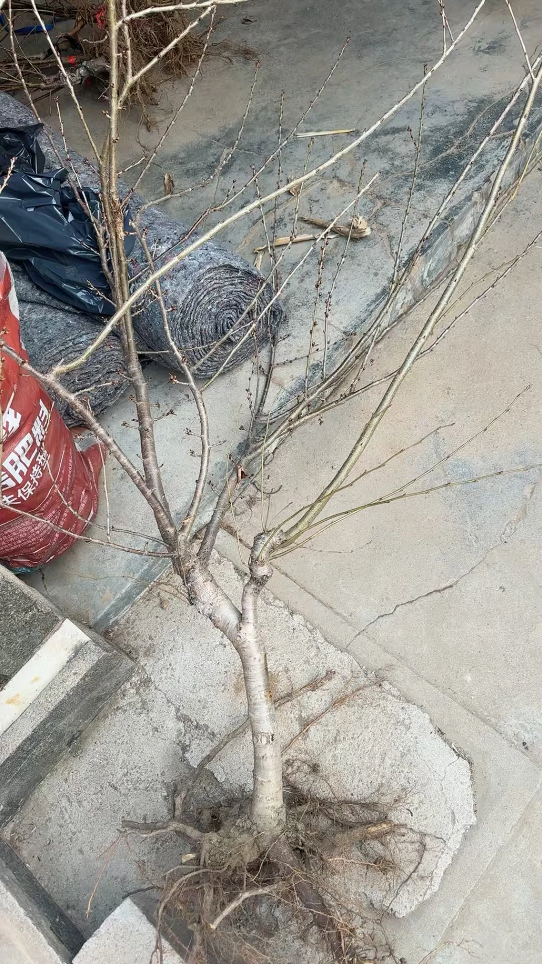 中华小樱桃树各种规格继续起苗了