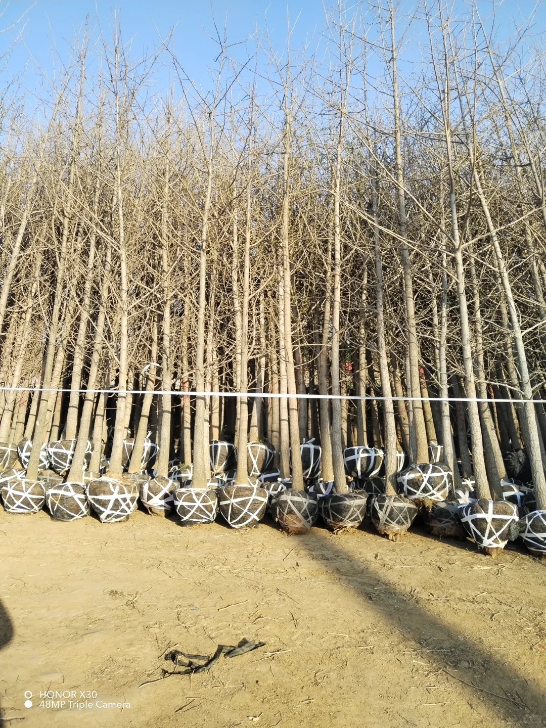 1--15公分银杏树