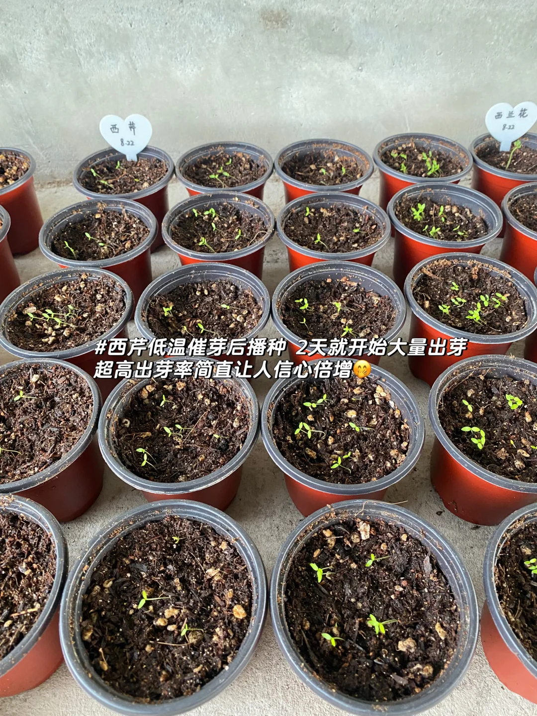 秋播种植记｜报告 秋播的序幕已在8月拉开～?