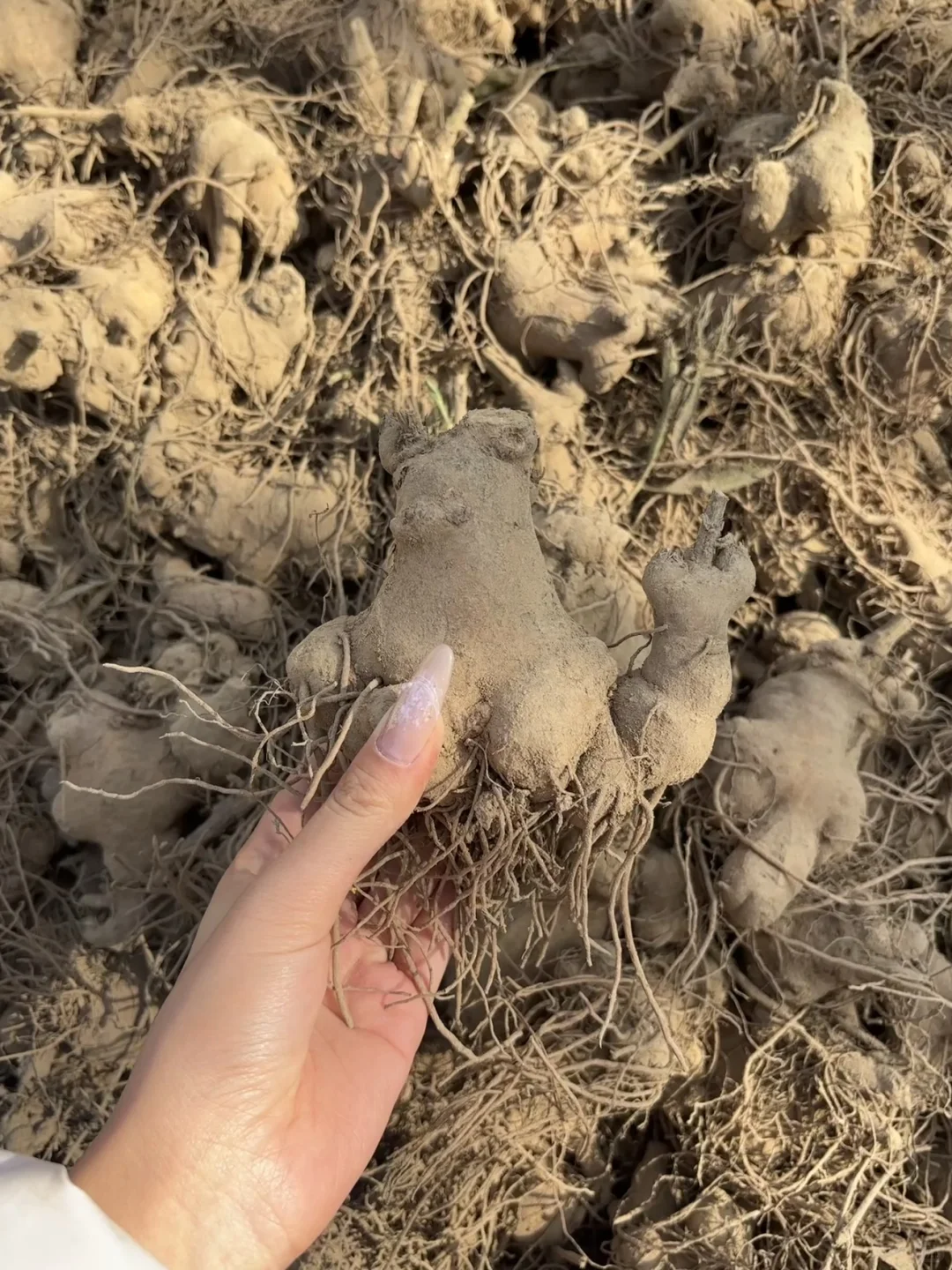 04年大学生回村创业种200亩中药材白术