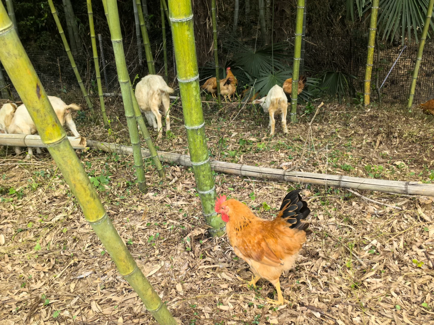 建一个小型农场需要多少费用？