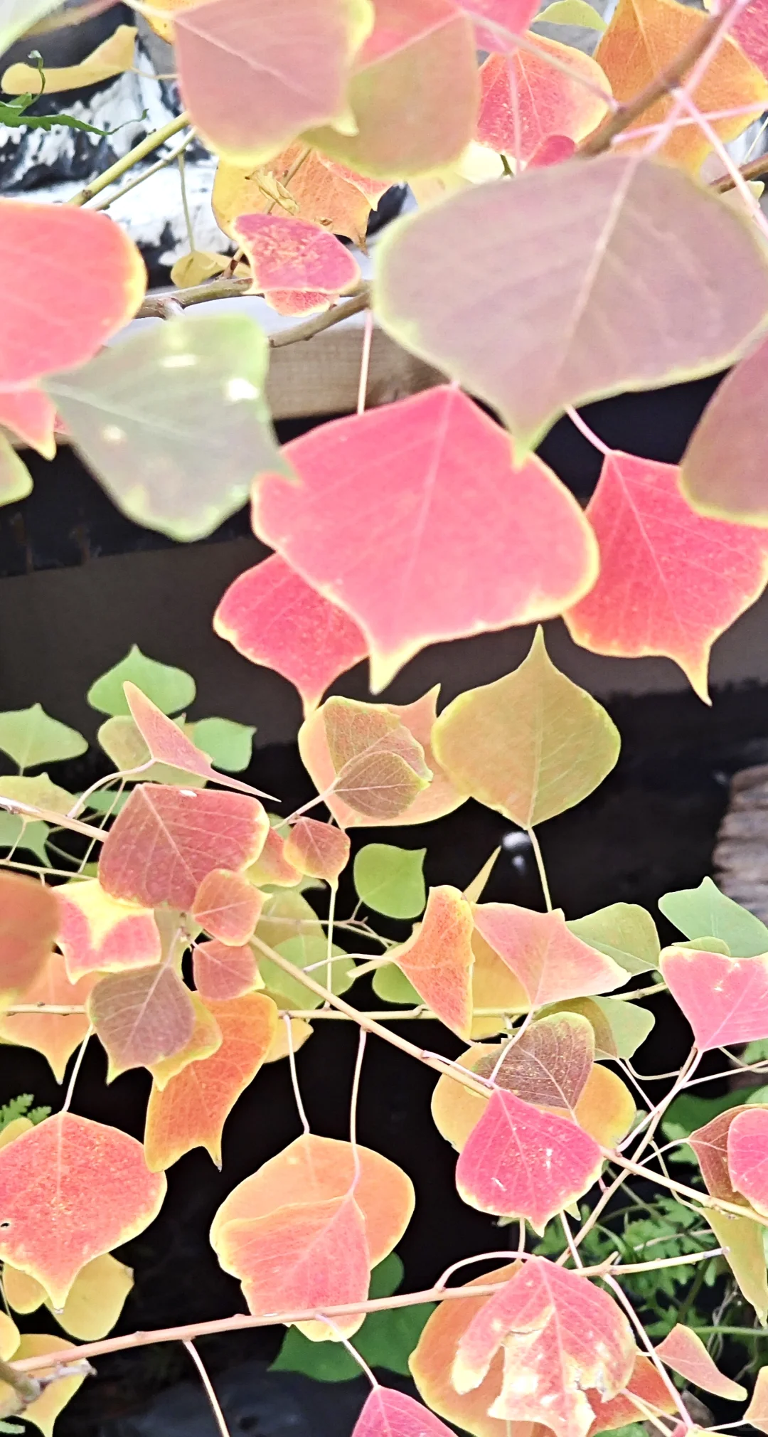 捡来的乌桕长大了