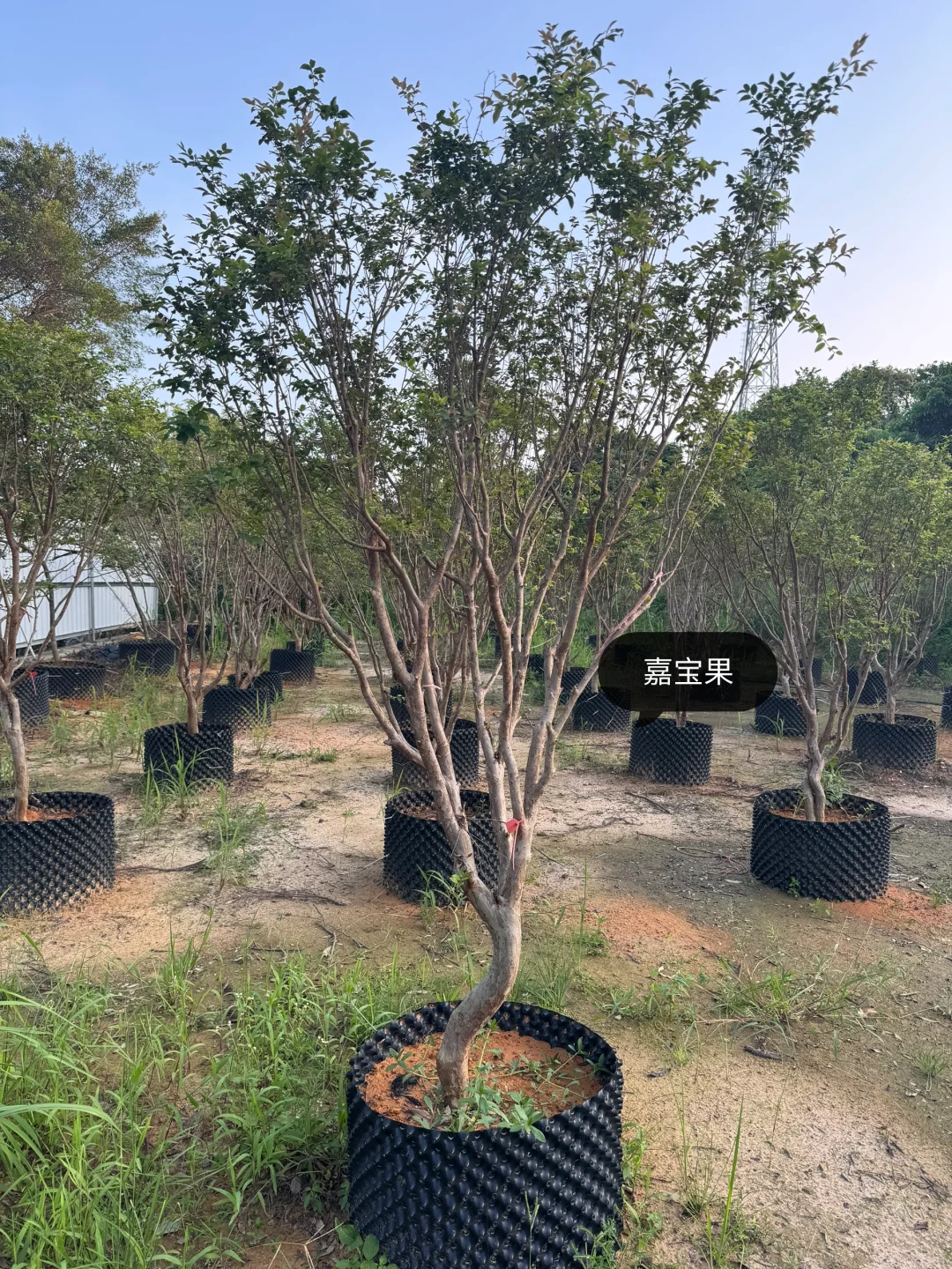 绿化树苗木园林