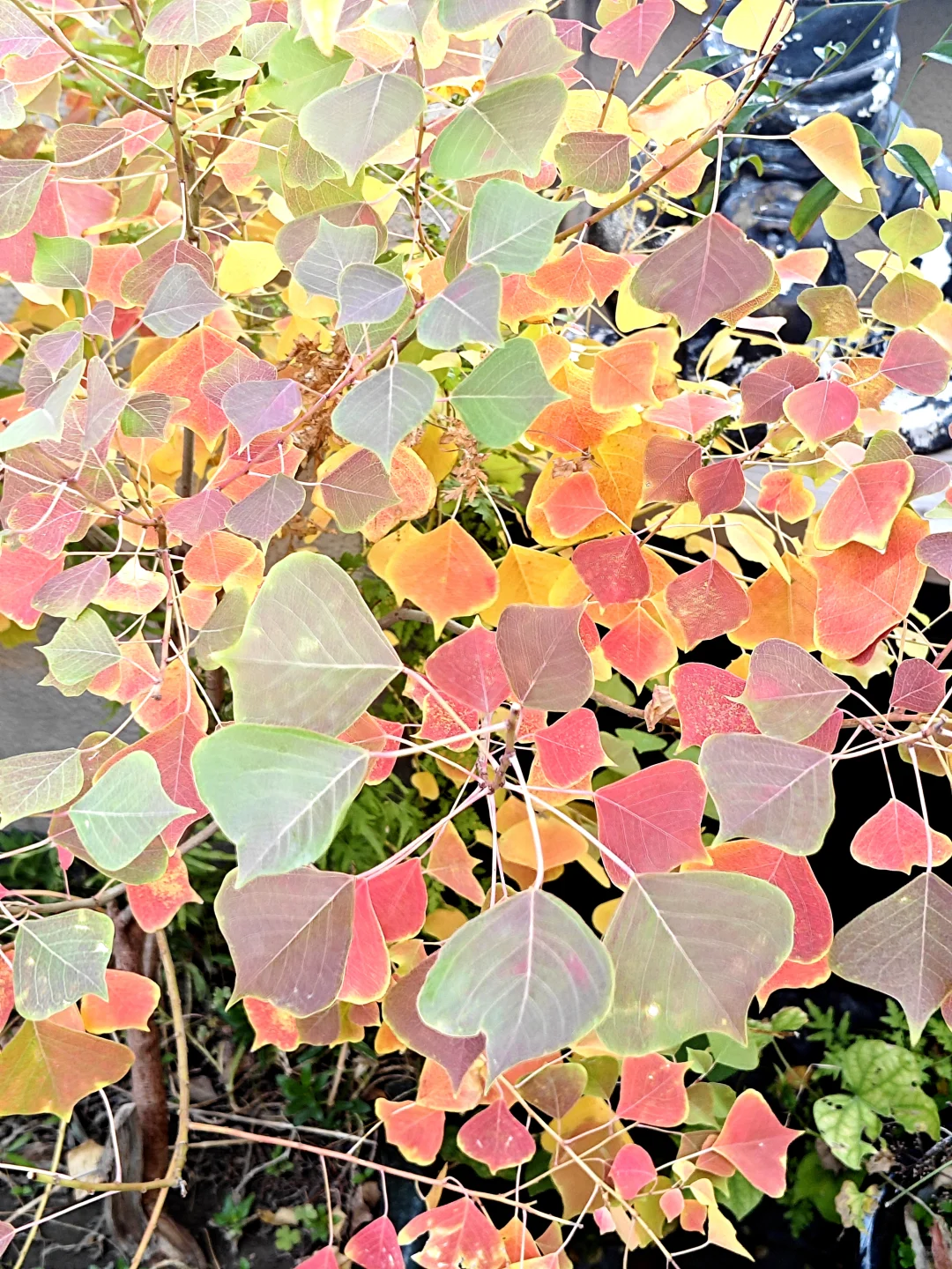 捡来的乌桕长大了