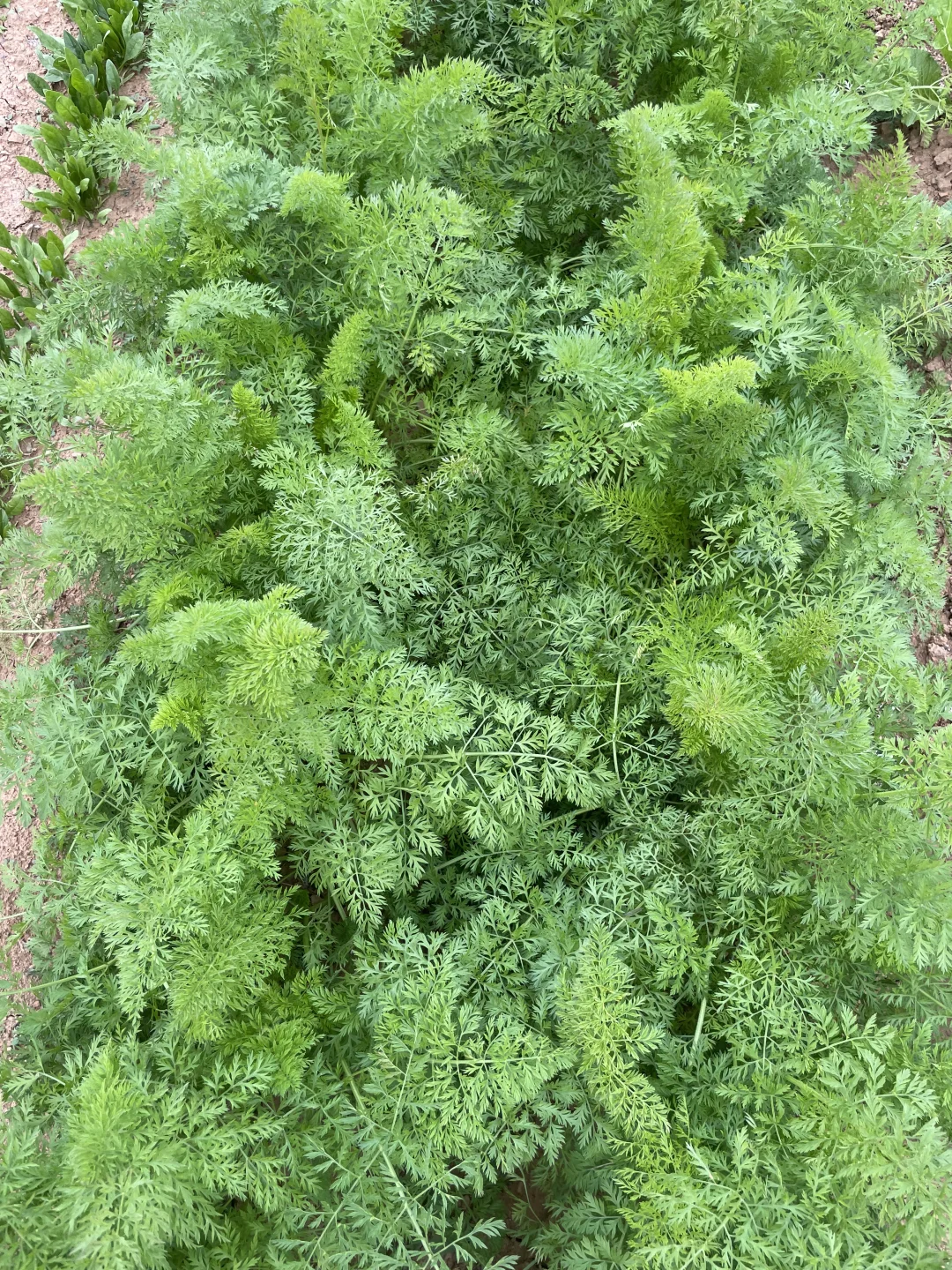 深秋的菜园子！