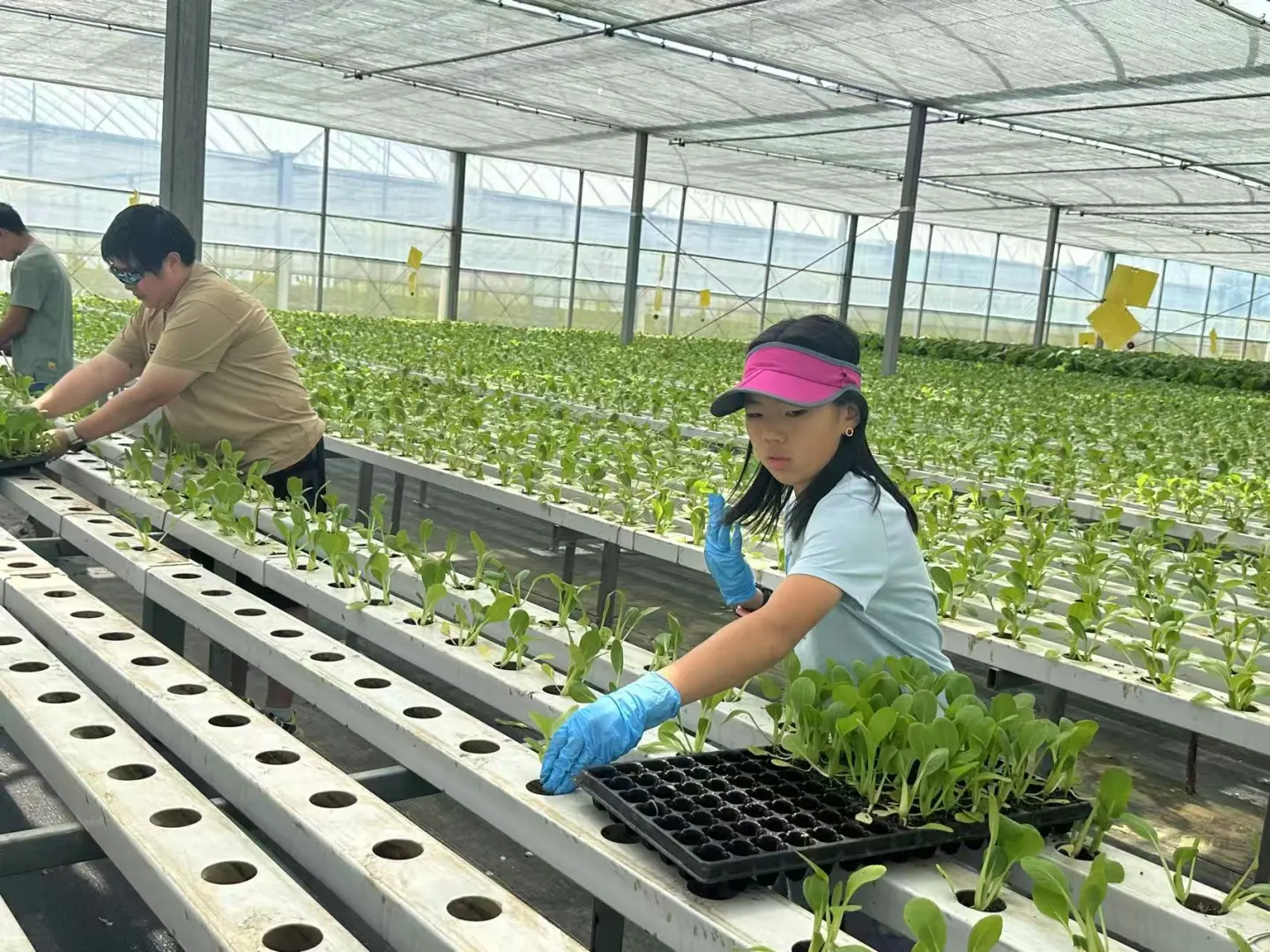 奥克兰周末正确打开方式｜体验蔬菜种植采摘