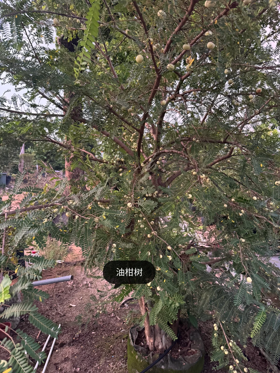 绿化树苗木园林