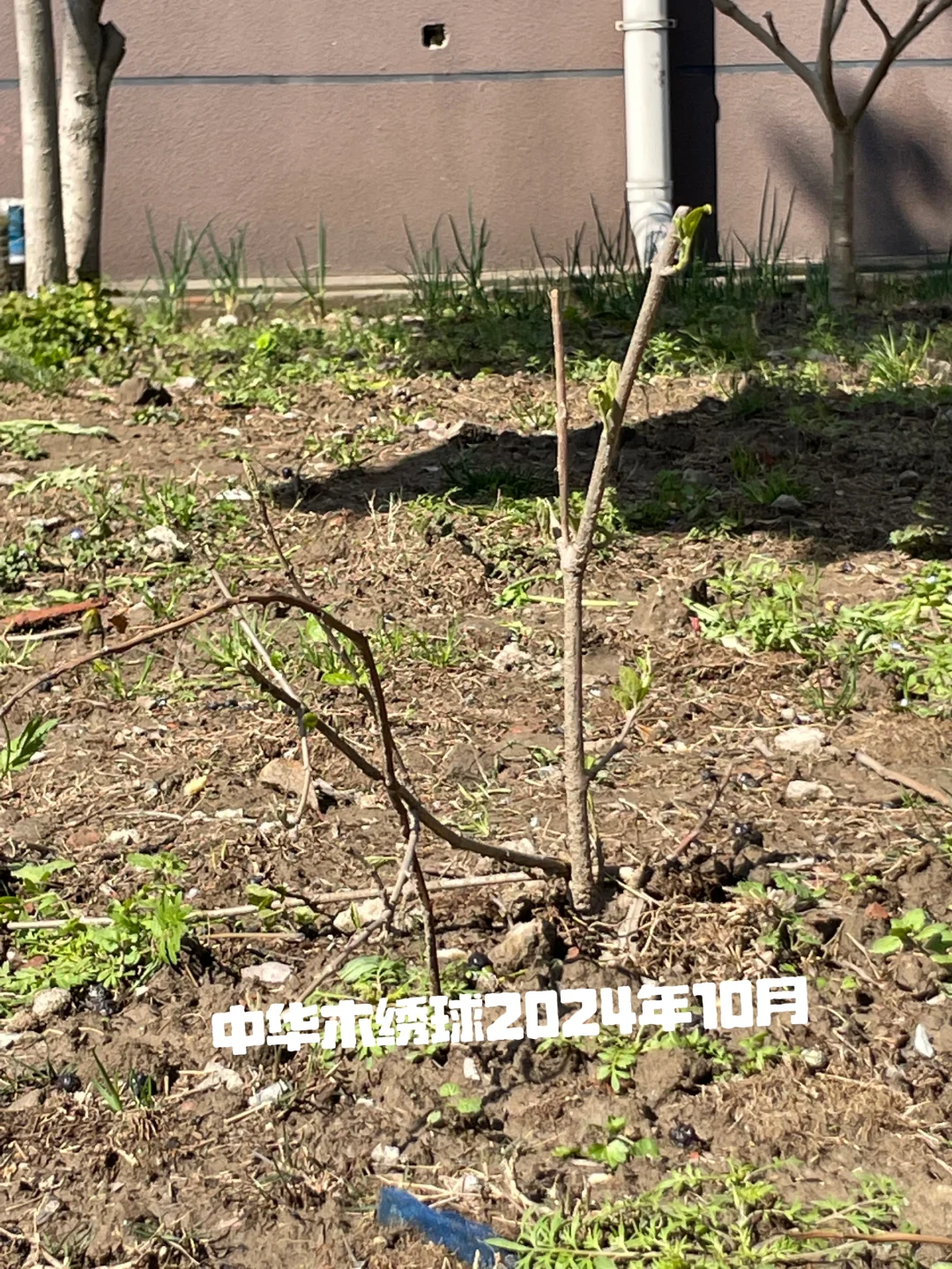 种花的尽头是种果树