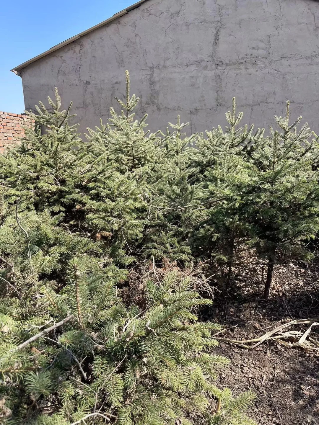 大量出售云杉树1.2米左右 5000颗吉林省