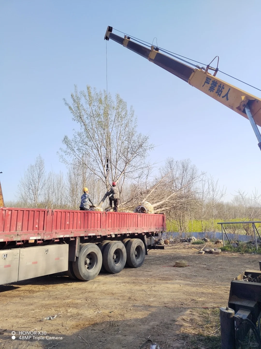 1--15公分银杏树