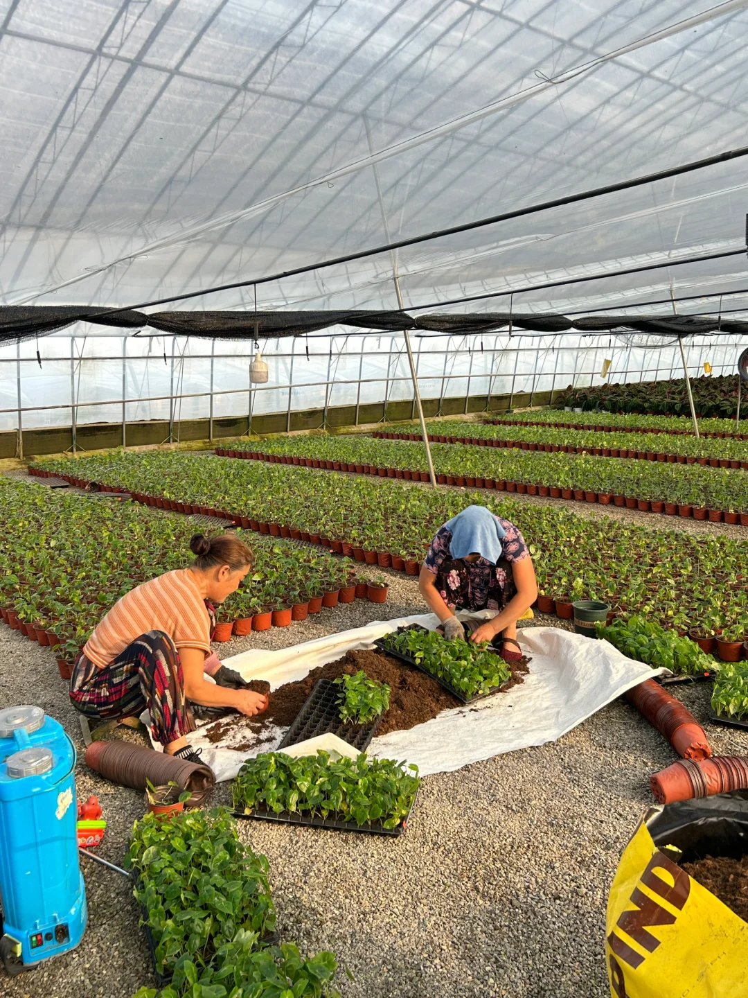 00后拥有一个热值大棚