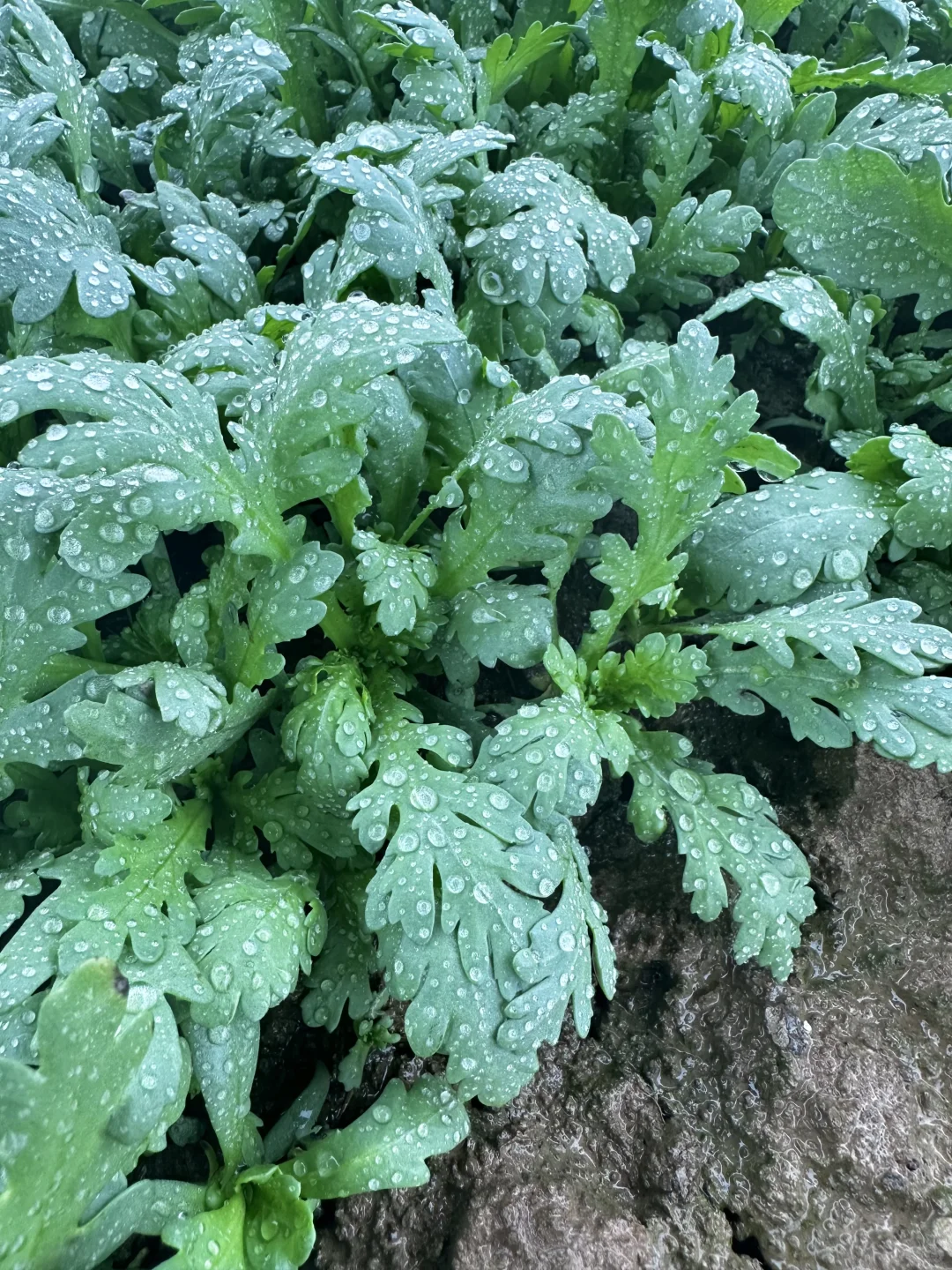雨中的菜地 太治愈