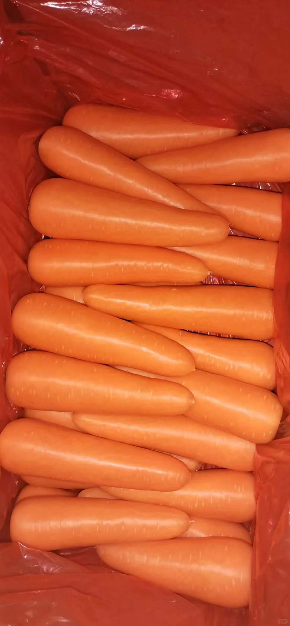 迪拜56吨胡萝卜开单！