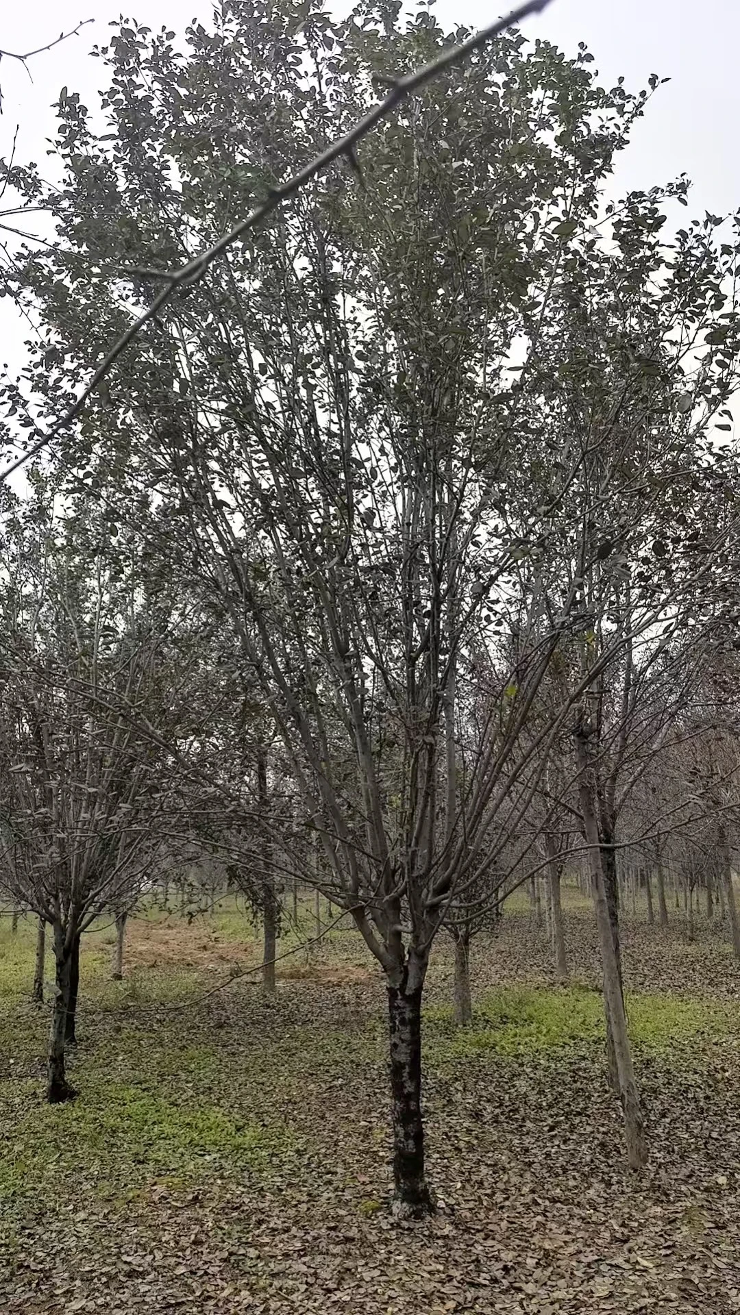 ?济宁400亩苗木基地直供｜工程/庭院优选