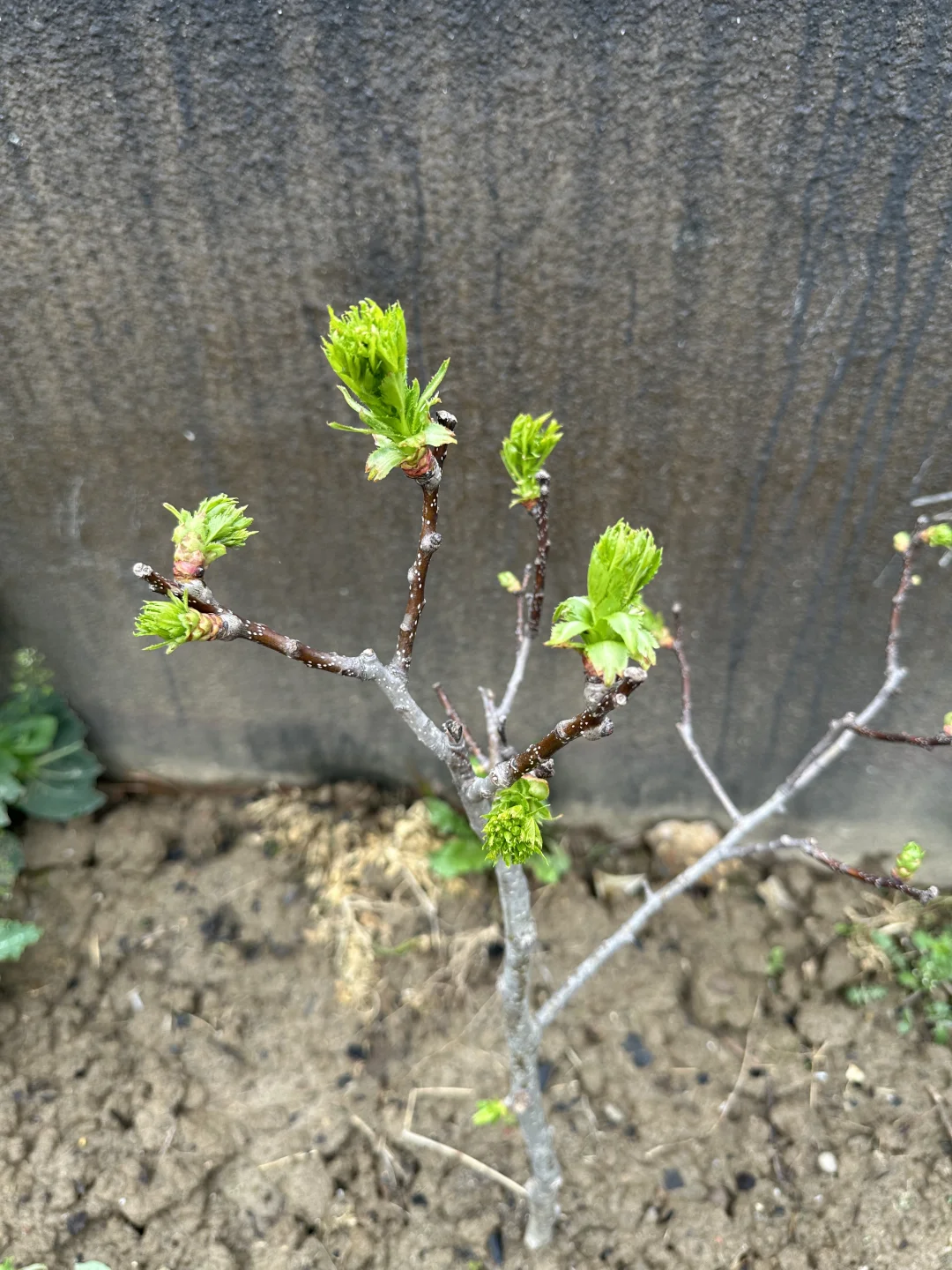 山楂树长这样吗？