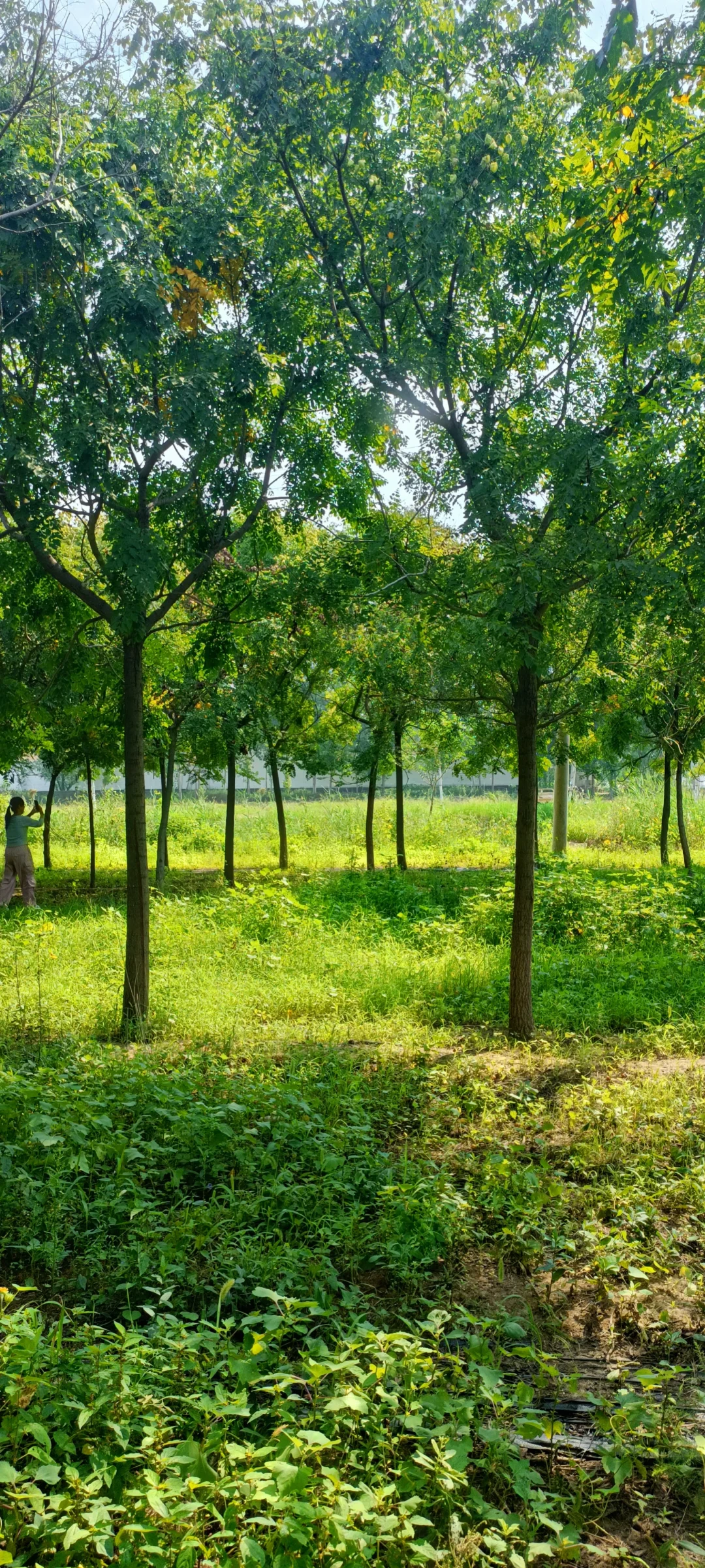 千亩绿化树，绿化苗木