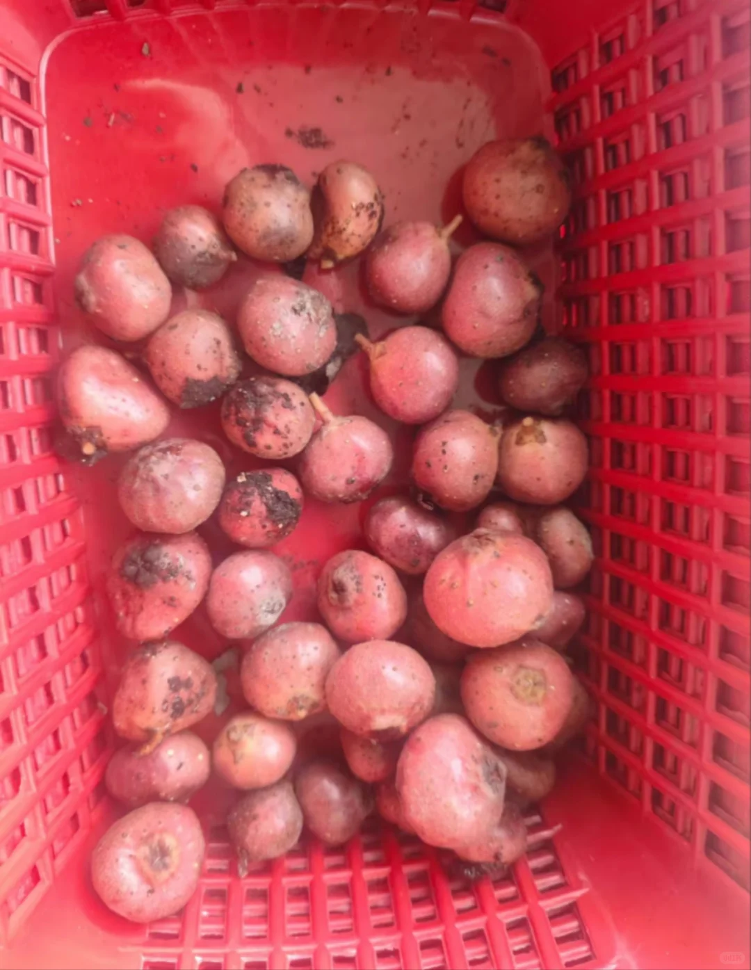 不想在大城市当牛马的我，选择回村种野地瓜