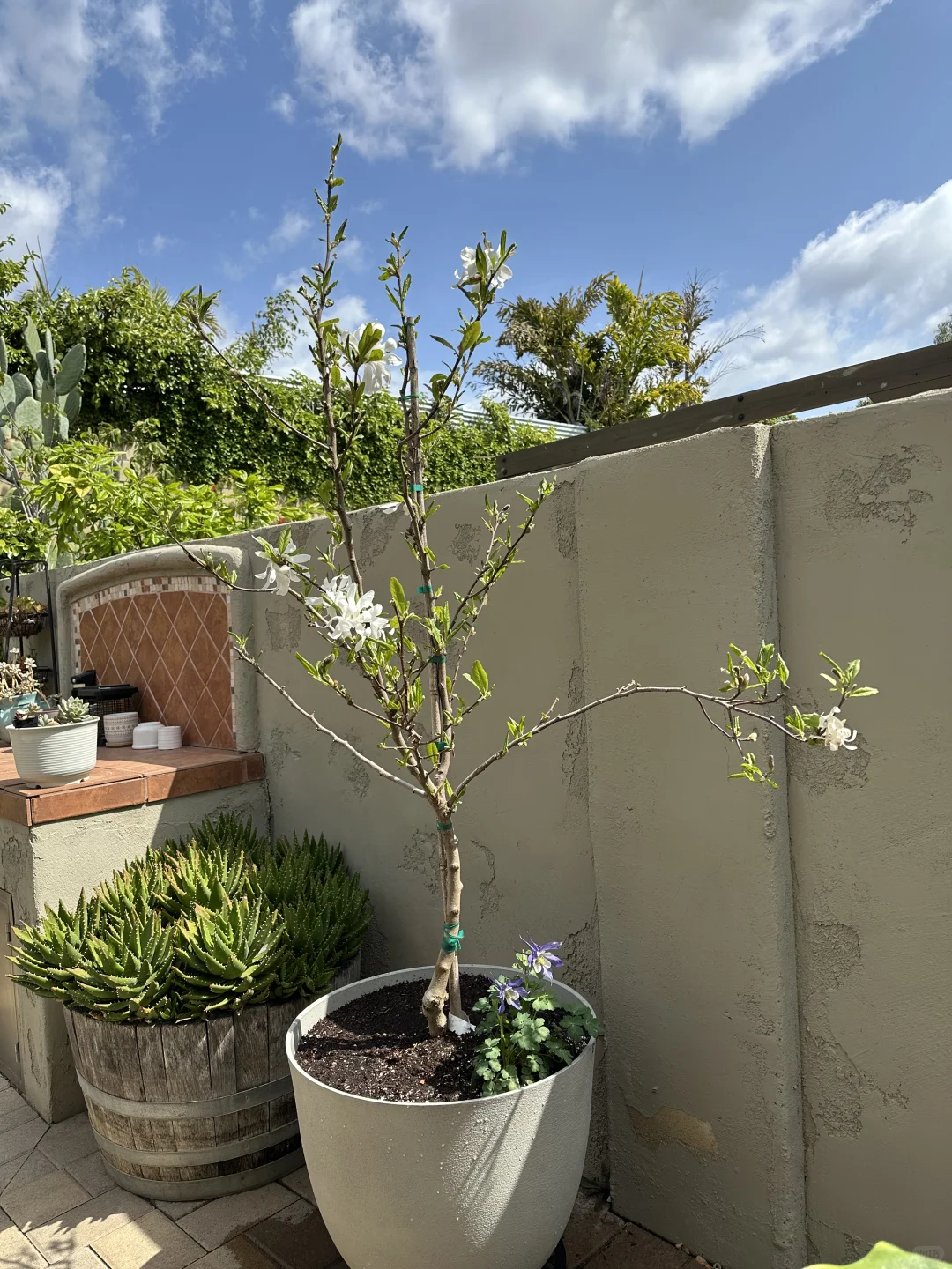 发现一个很好的苗圃