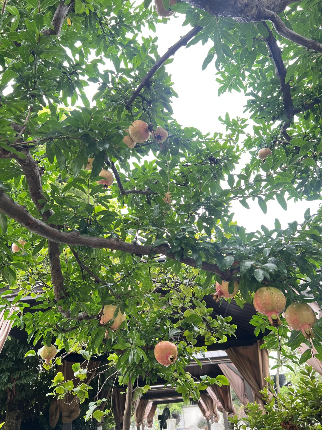 又到了吃石榴的季节了