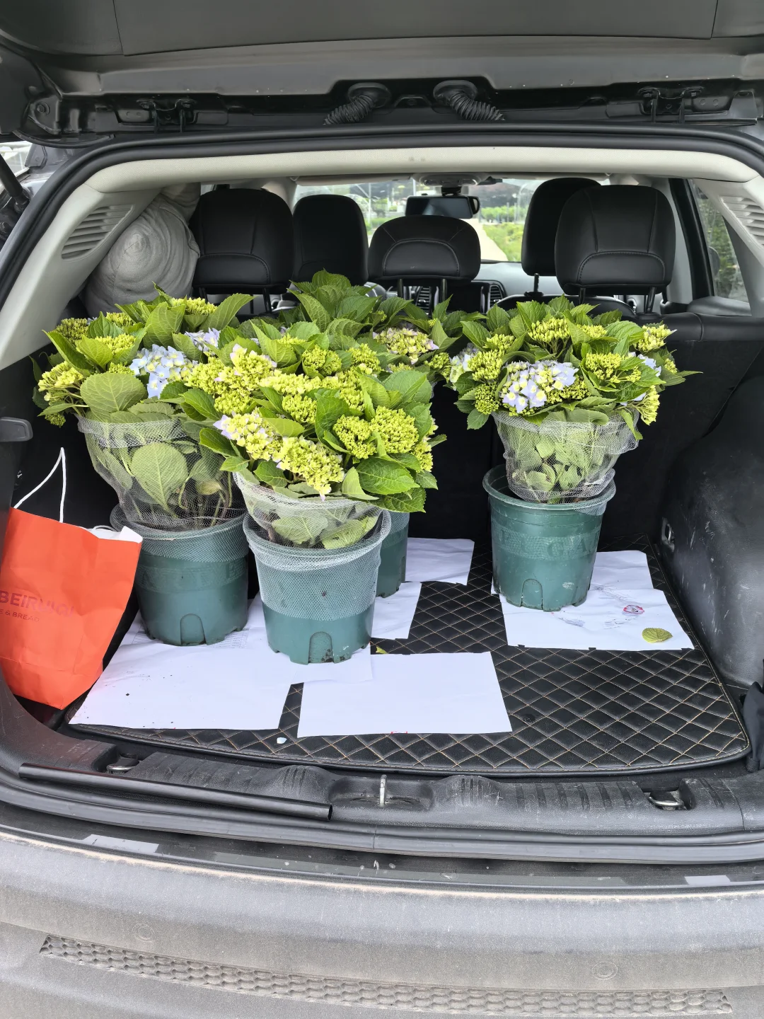 各种绣球、月季