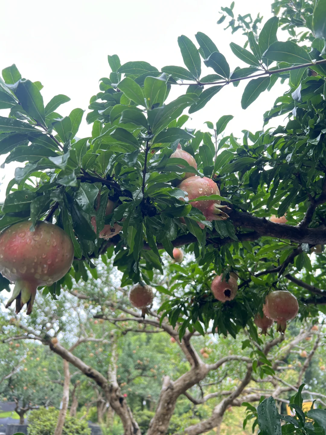 又到了吃石榴的季节了