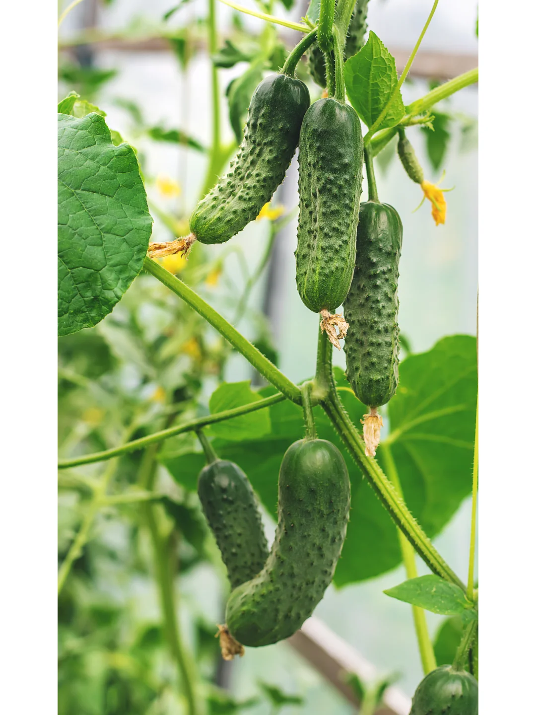 黄瓜种植：选种、选地、、整地、育苗、定植