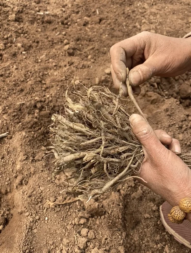 放弃城市offer,回到甘肃农村种药材？