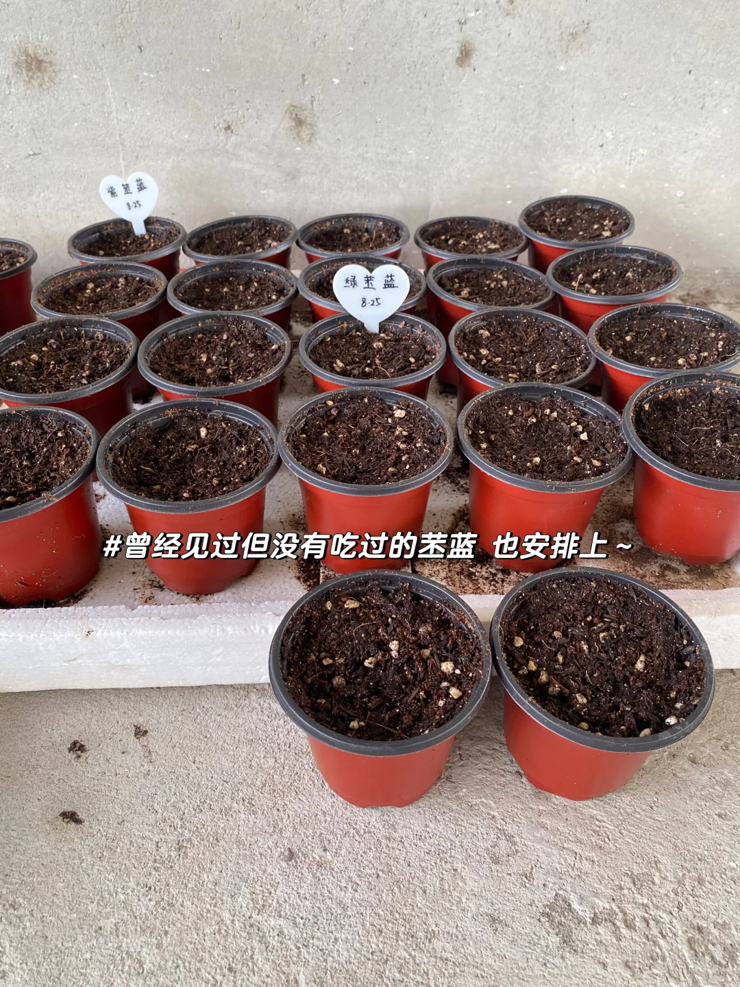 秋播种植记｜报告 秋播的序幕已在8月拉开～?