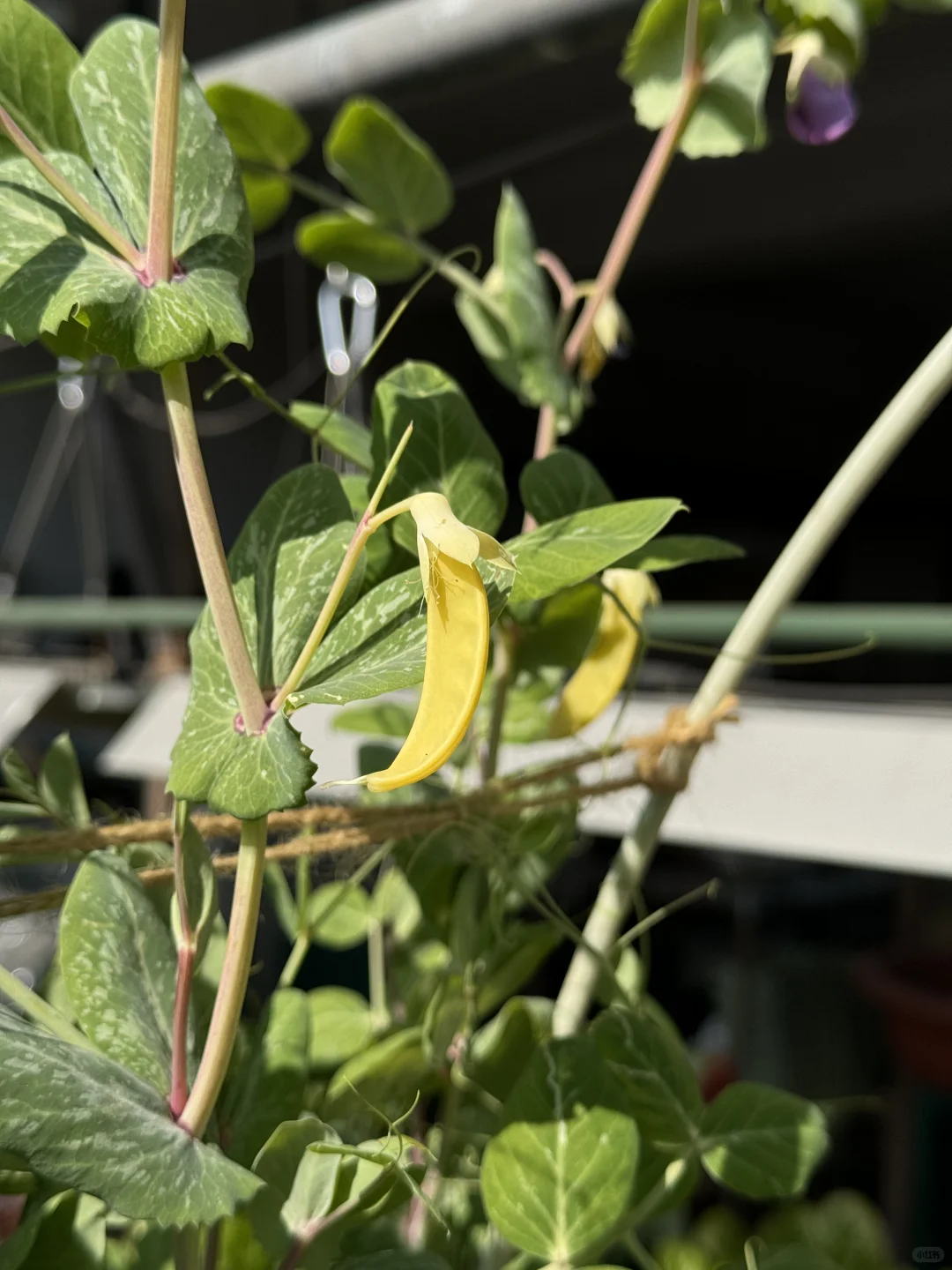 历经两个月从小菜苗到采收大家看我种的如何