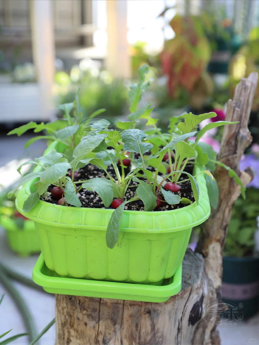 立冬过后做好这三件事，种菜丰产收获不断！