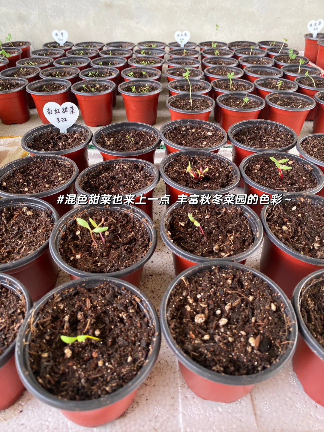 秋播种植记｜报告 秋播的序幕已在8月拉开～?