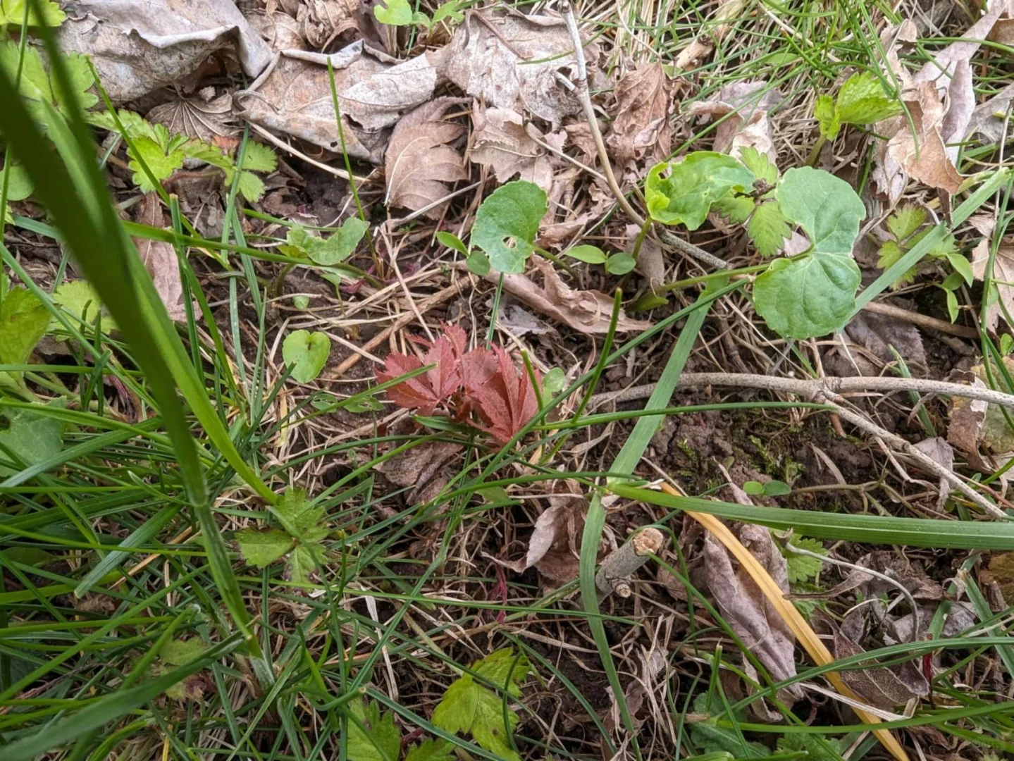 从种子开始种日本红枫