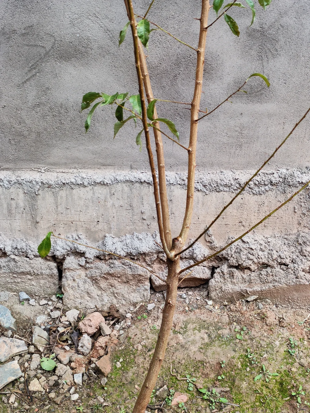 自己的李子树苗