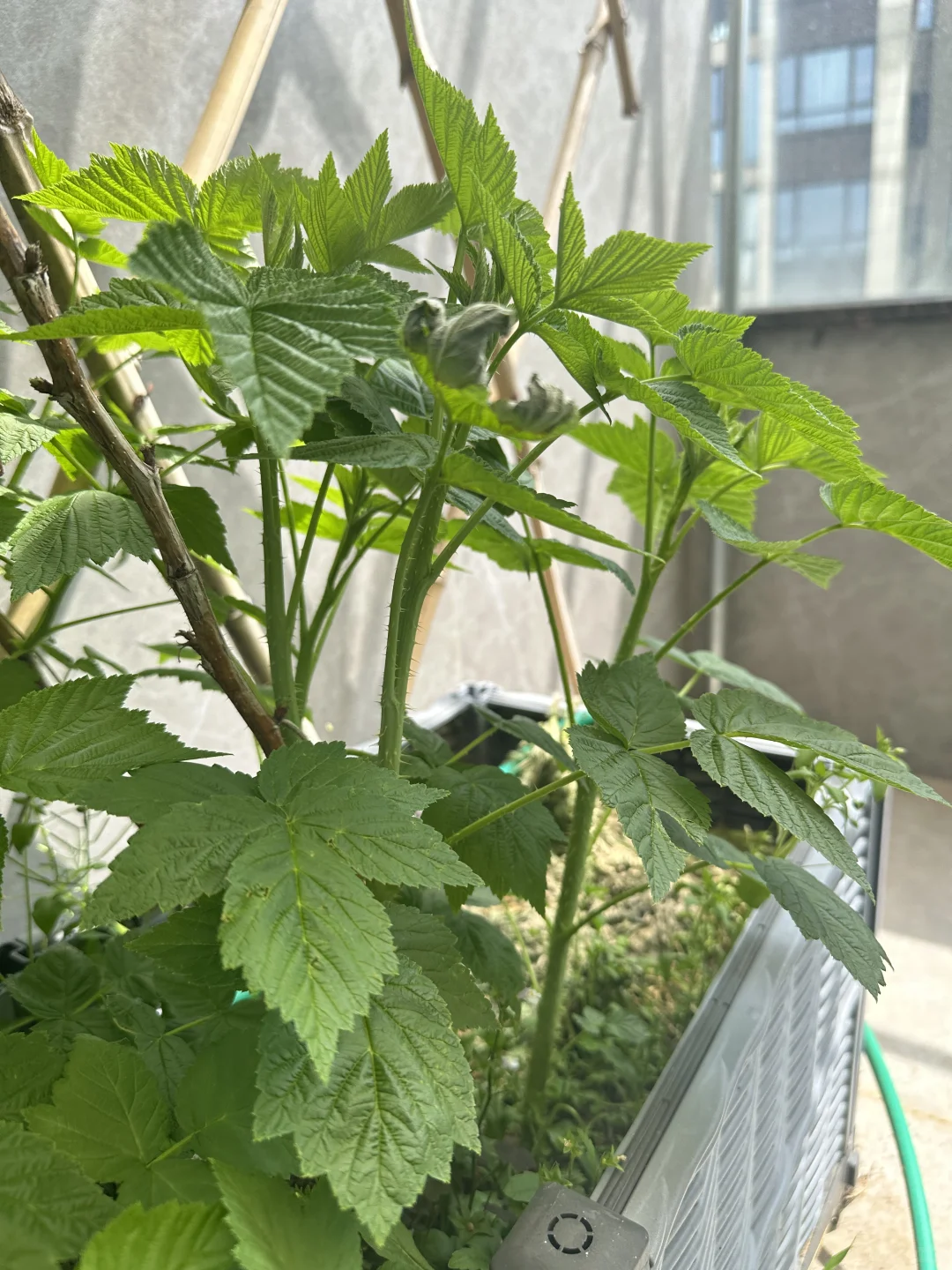 树莓苗免费送粉丝，有人要不？已更新