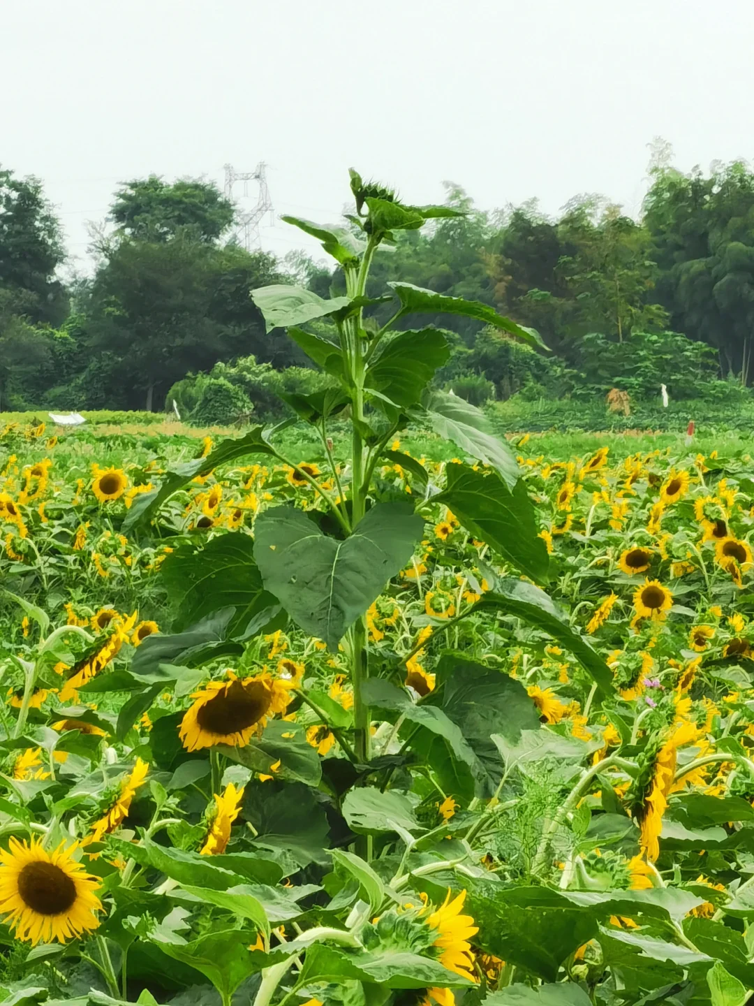 如何开发农村旅游资源？