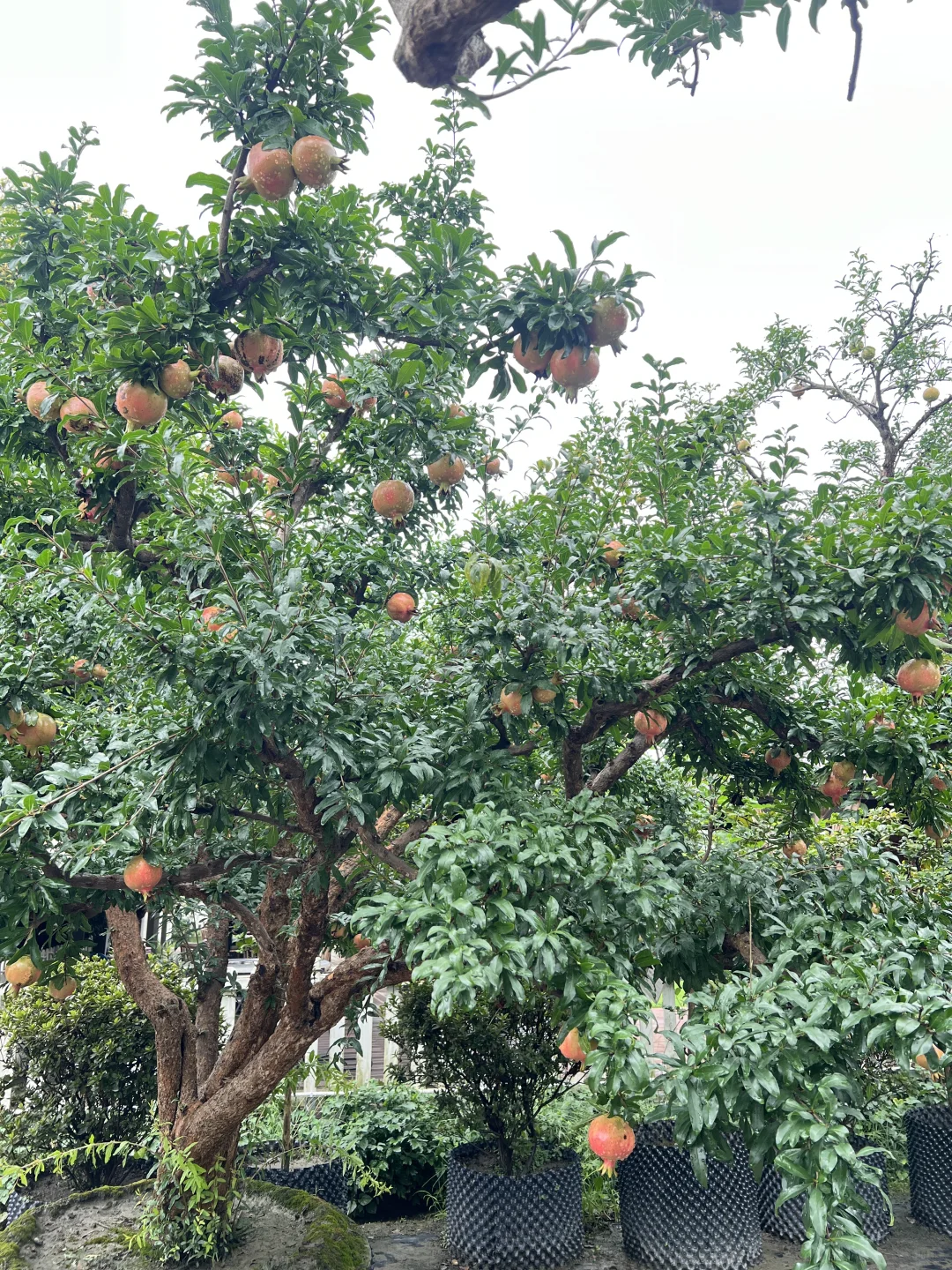 又到了吃石榴的季节了