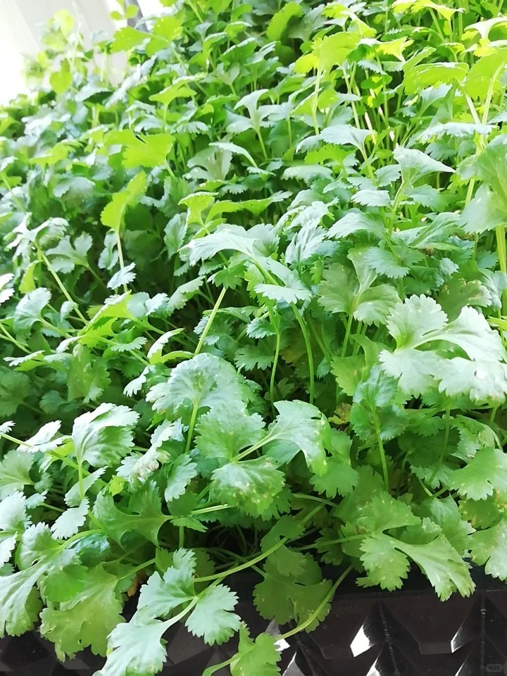 今日惊蛰，这5种青菜抓紧种，一个多月收获