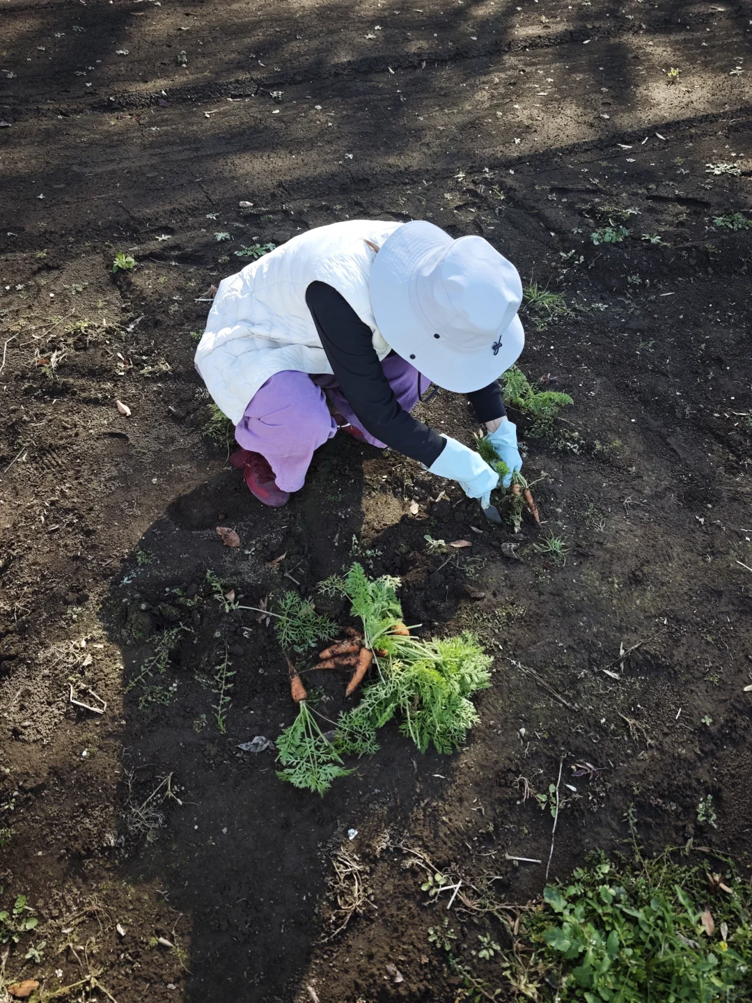 每周末从东京到千叶去自采蔬菜!