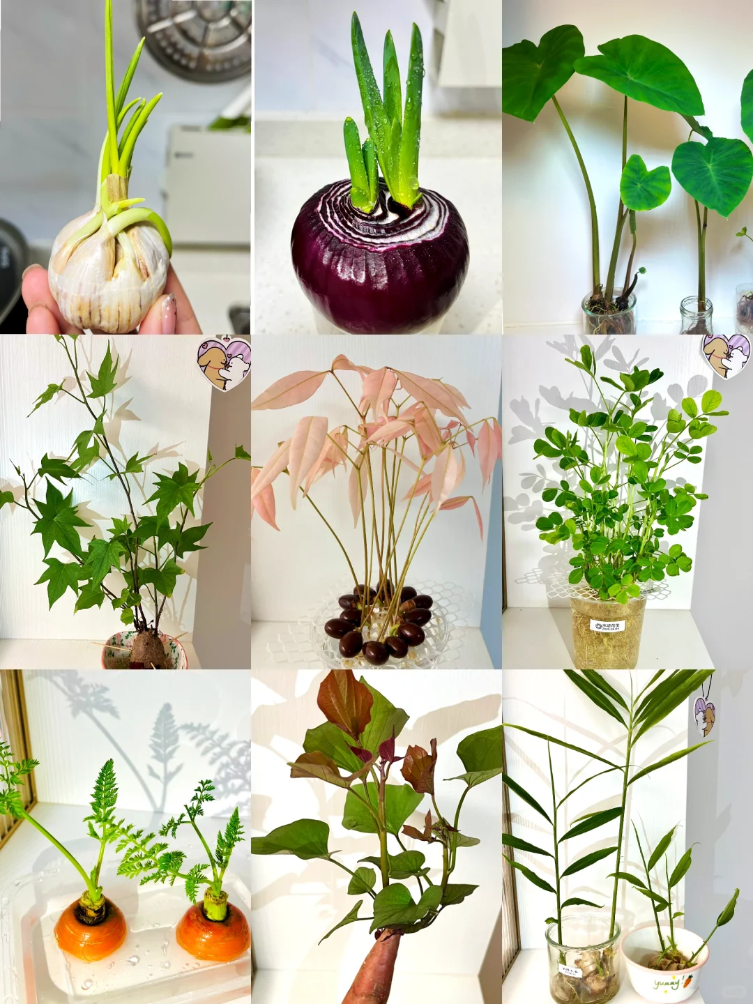 用不完的蔬菜/果核这样水培！