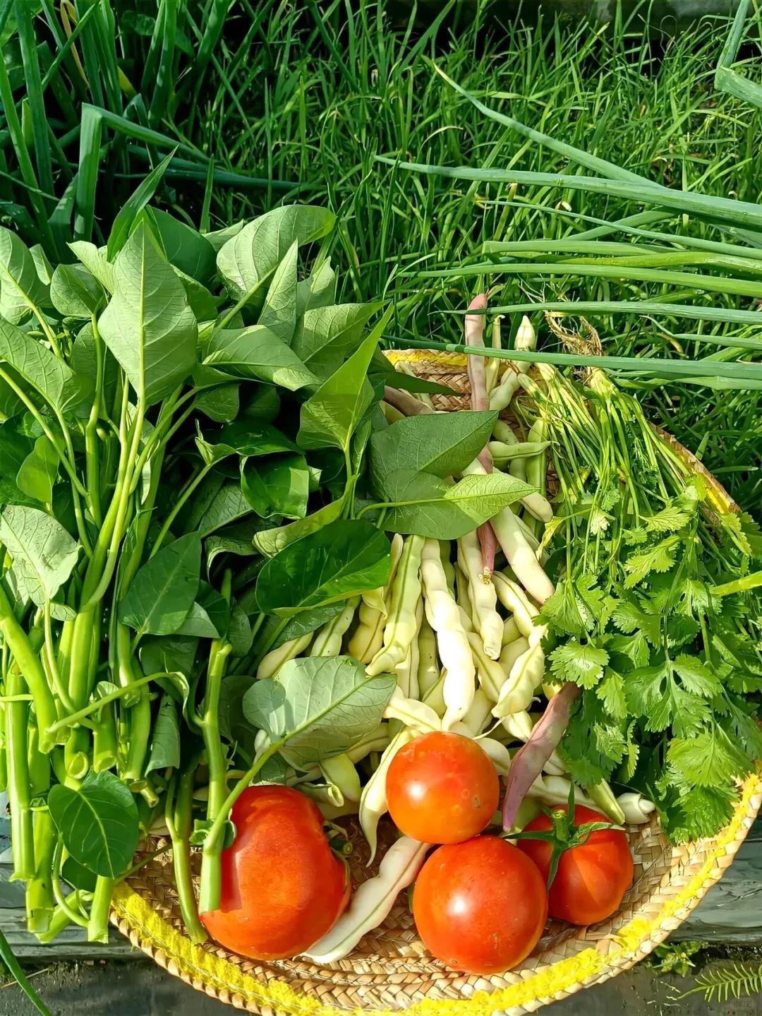 逃离内卷，来当“城市农夫”