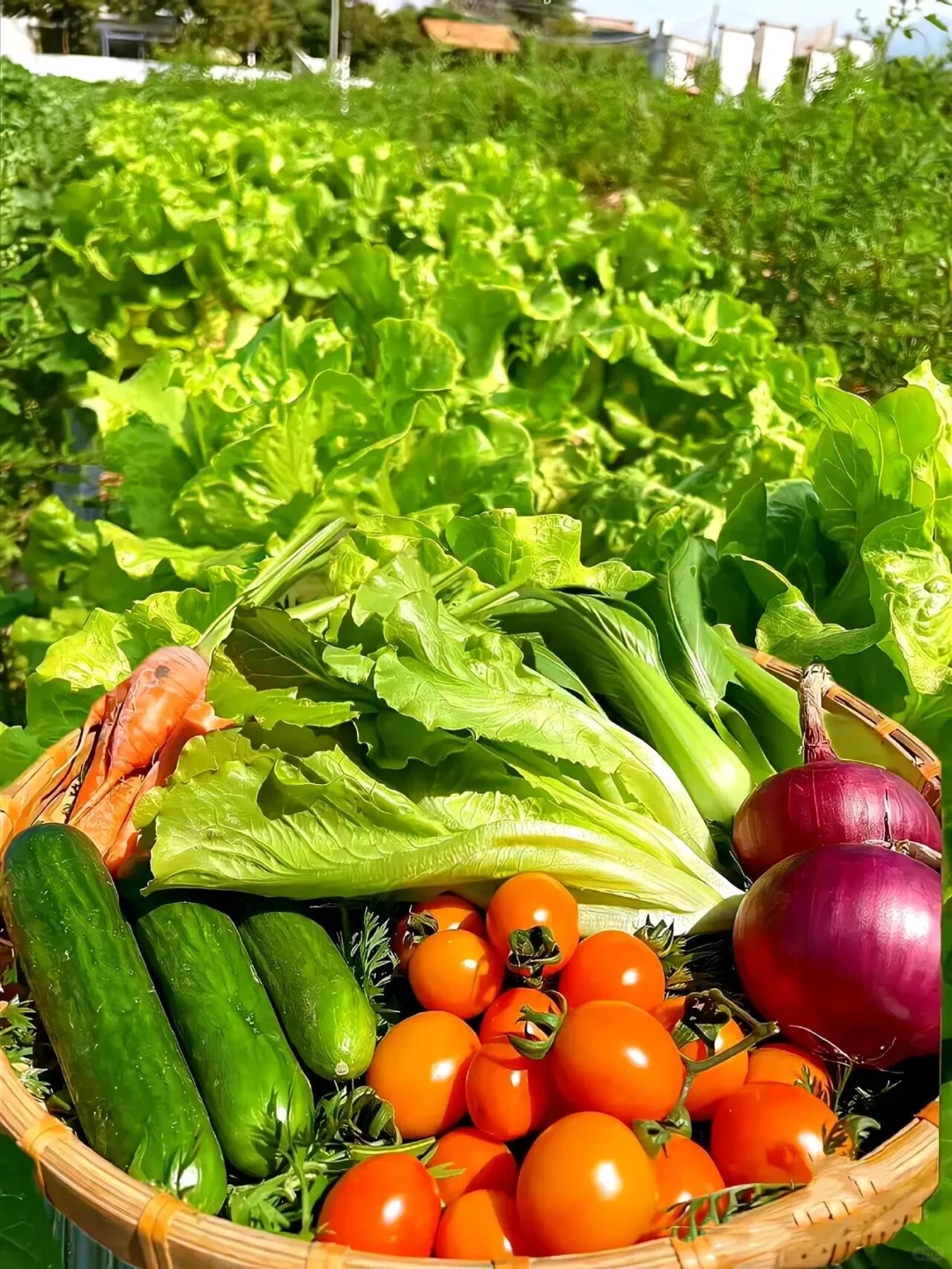 逃离内卷，来当“城市农夫”