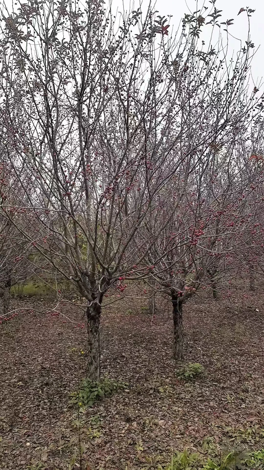 ?济宁400亩苗木基地直供｜工程/庭院优选