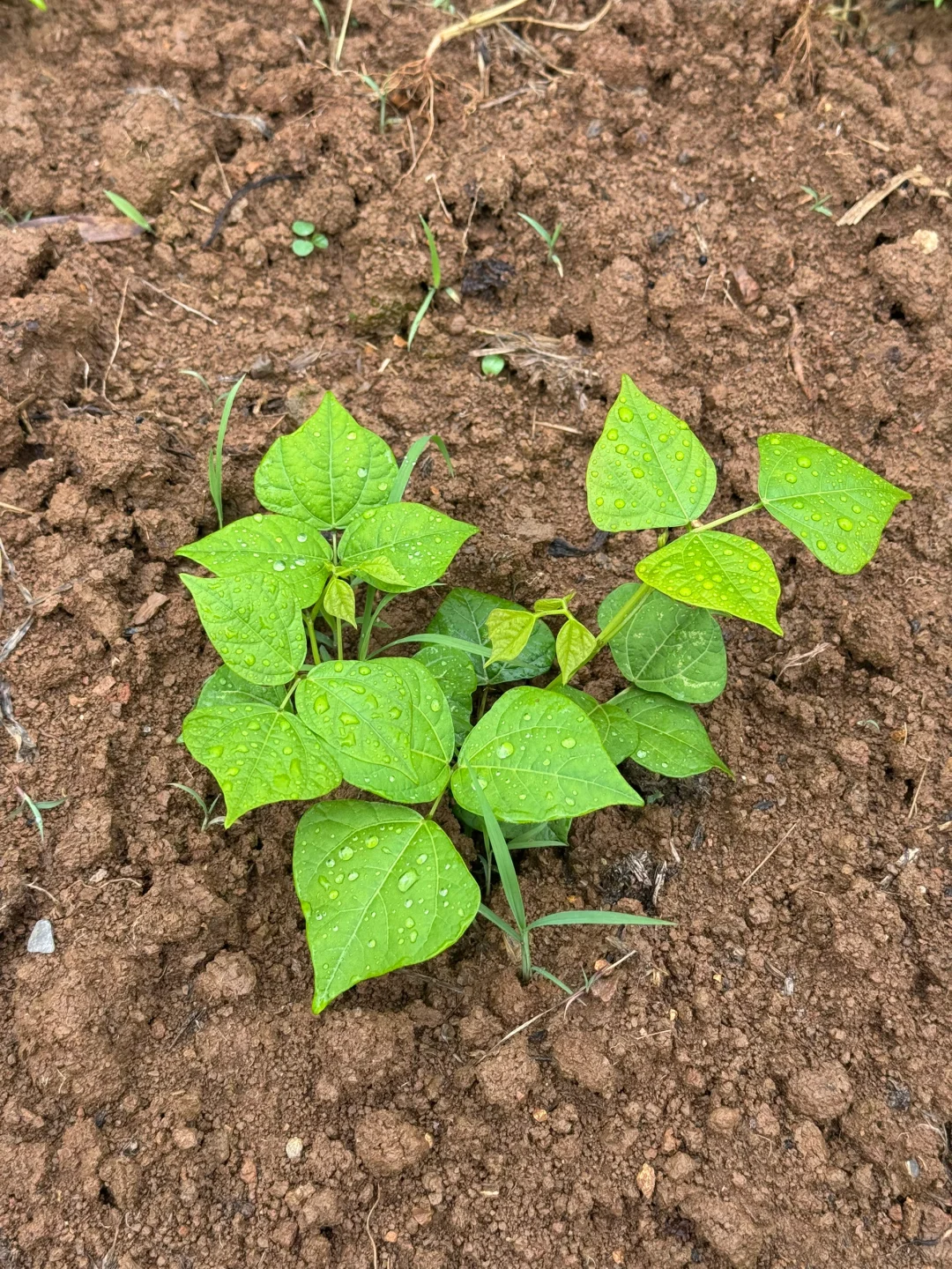瓜果蔬菜的幼崽版本，太可爱了?