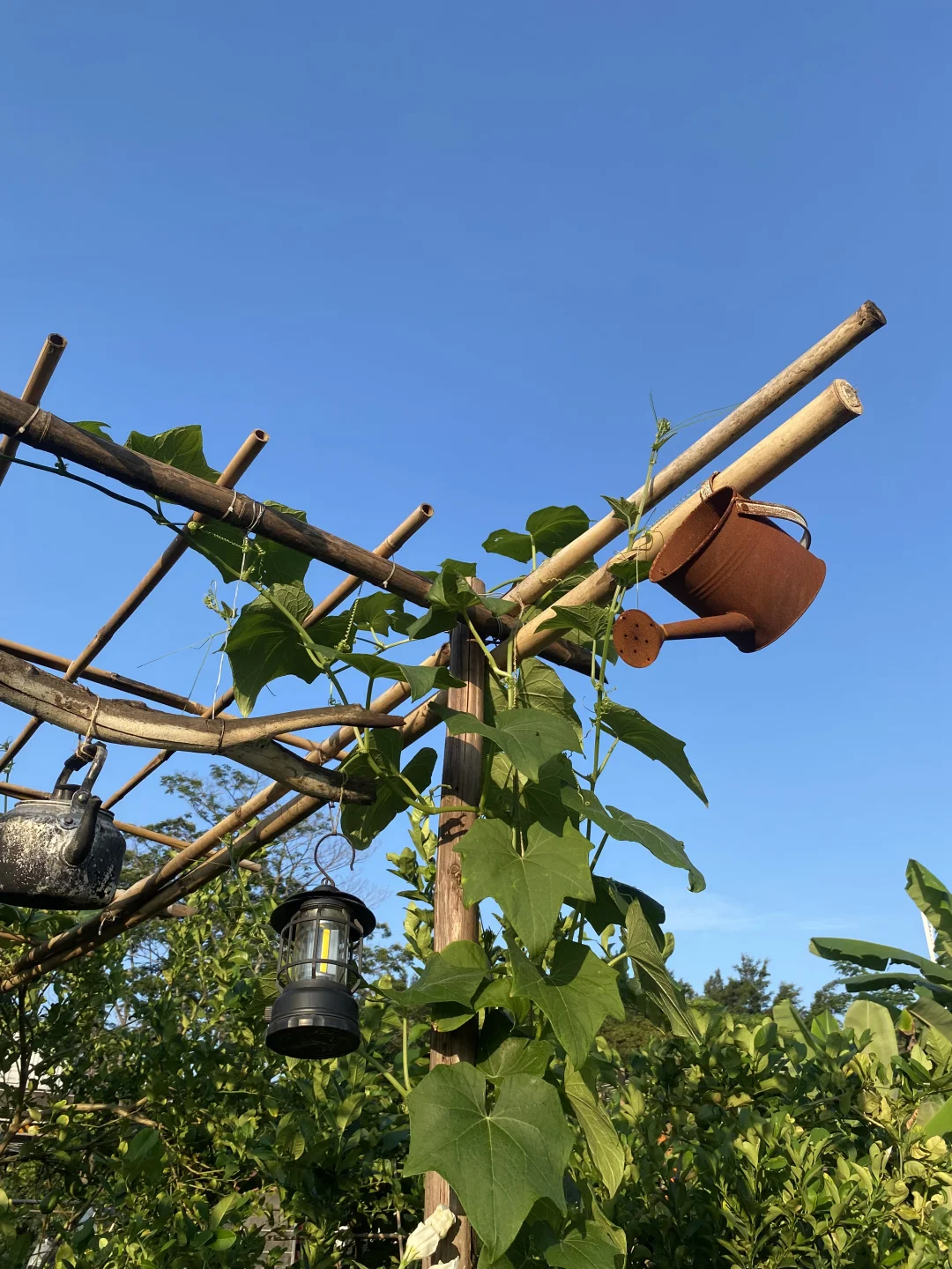 29岁，在广州拥有一个小而美的农场??‍?