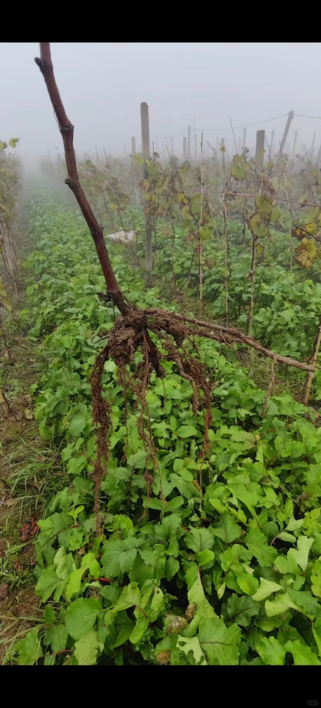 又是被夸的一天！?买葡萄送枝条