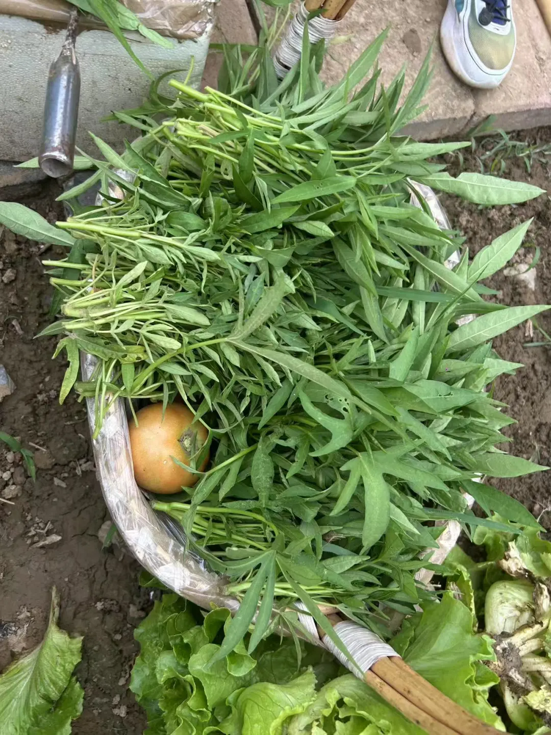 在小小的菜园里库库一顿挖