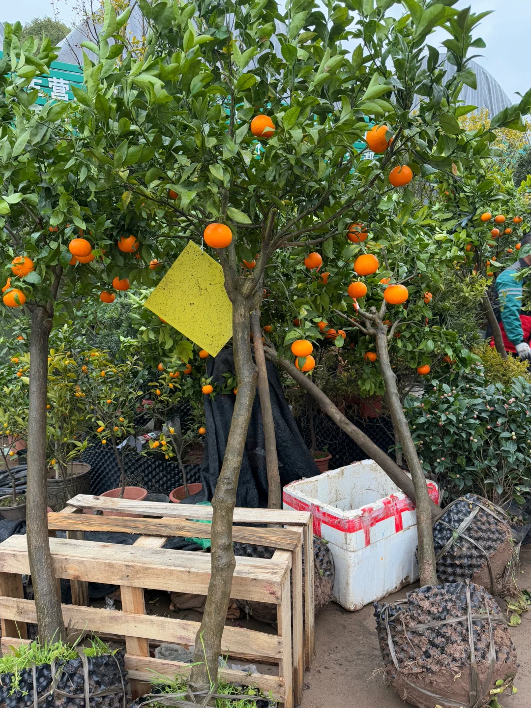 两天一更新? 苗木批发 ???