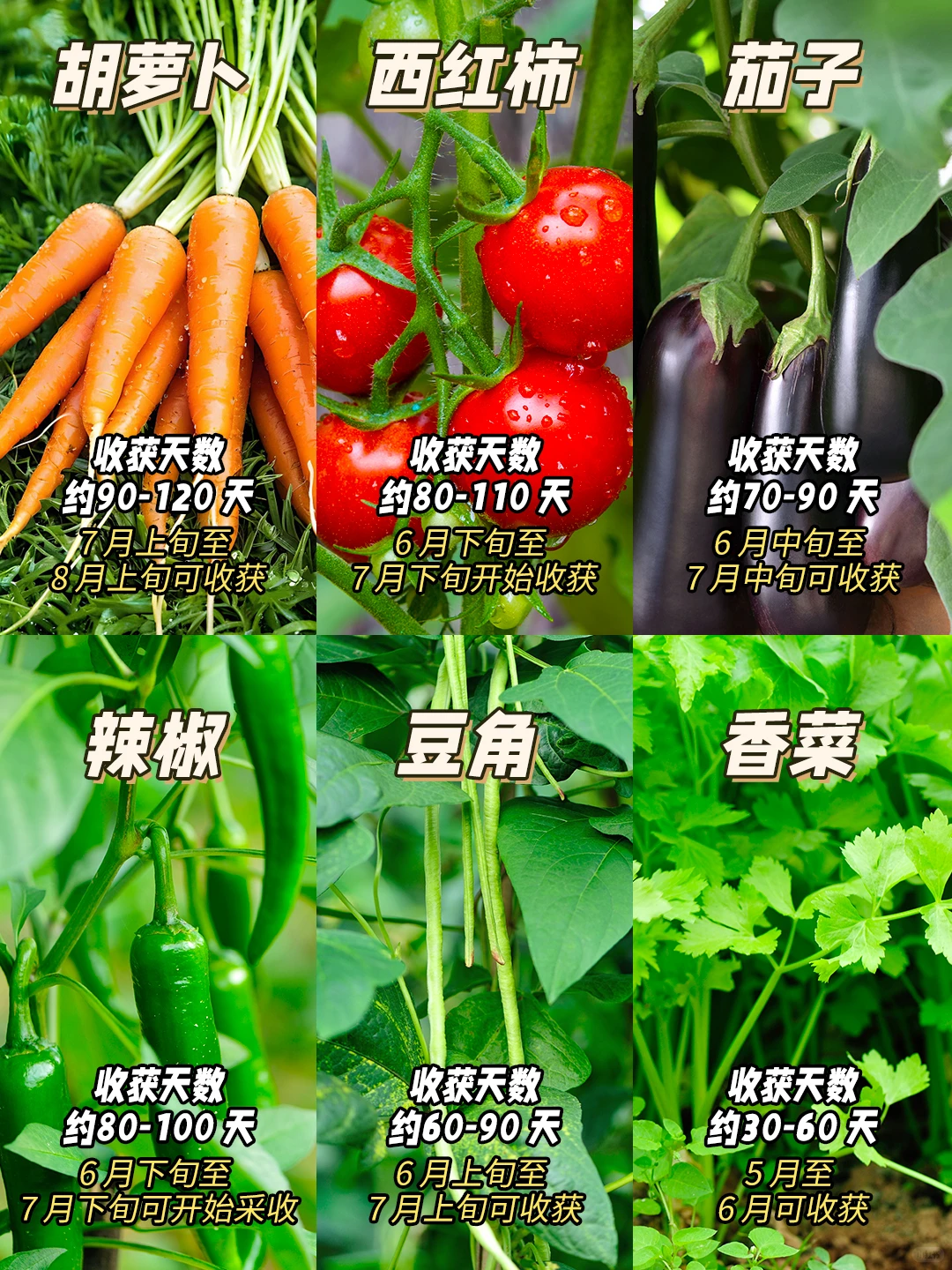 北方地区3月份适合种什么菜？